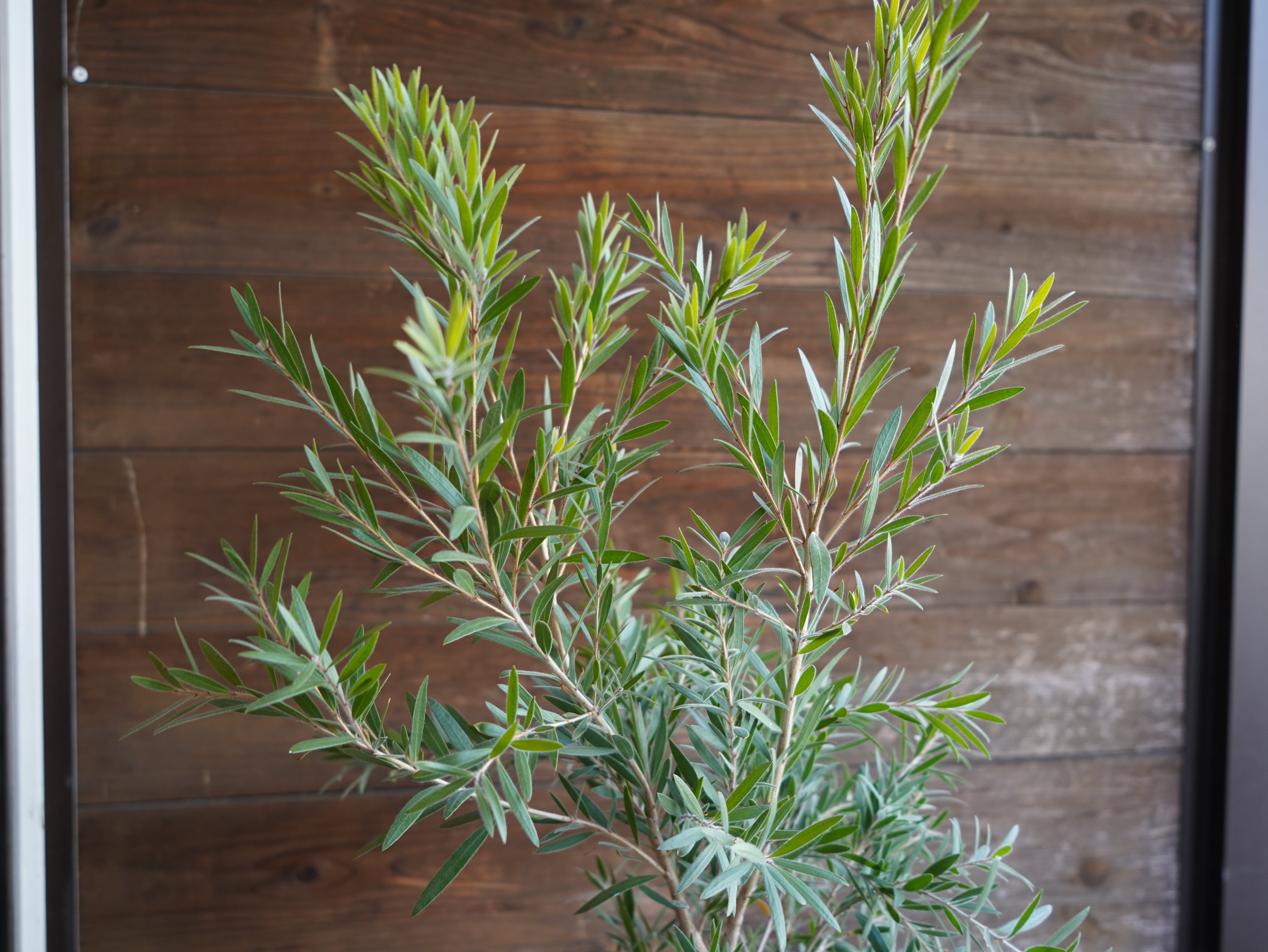 【現物】カリステモン　”ドーソンリバー”