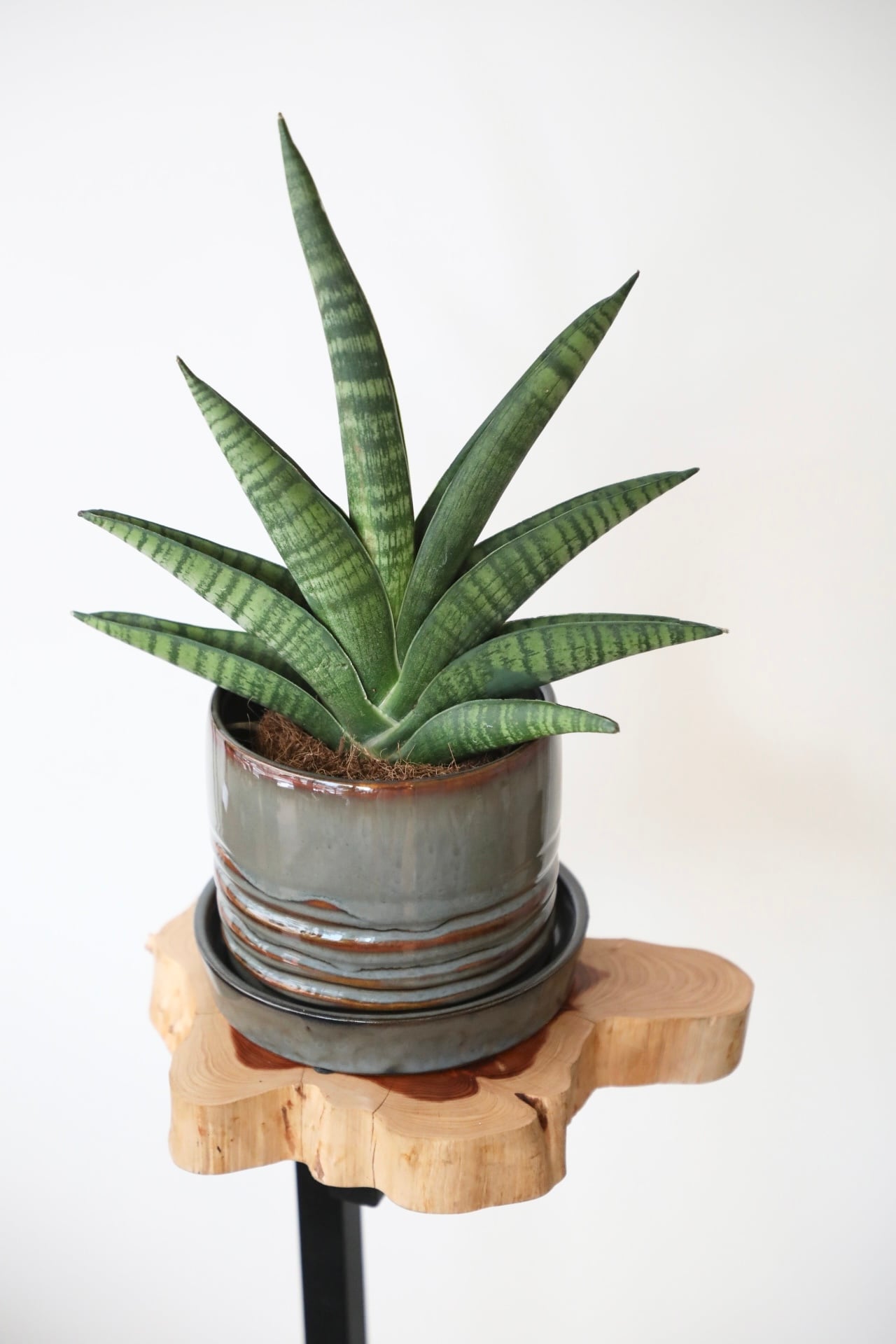 サンスベリア インディ/Sansevieria ※陶器鉢付き | 【厳選植物・器