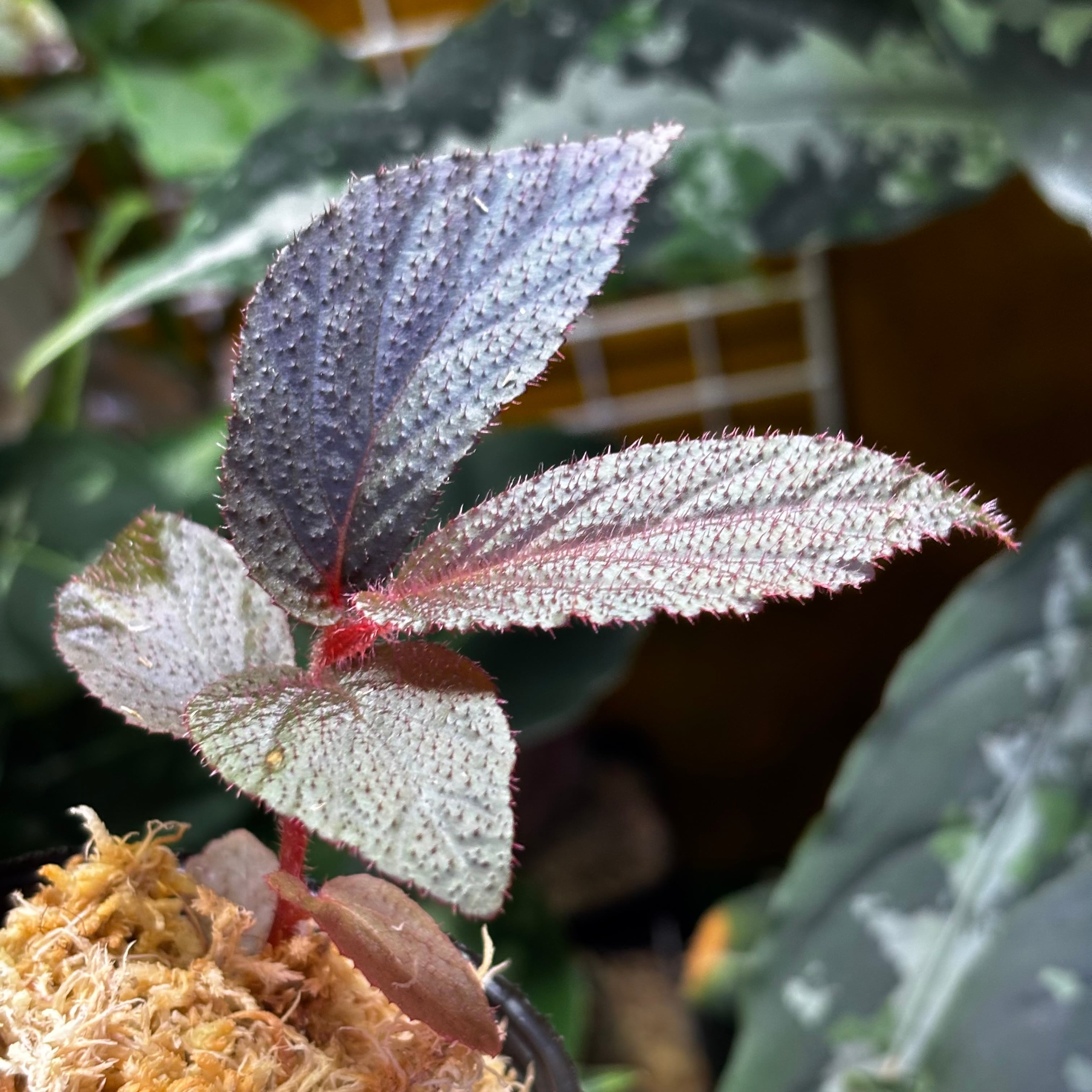 Begonia sp. Jambi ① | 熱帯雨林植物専門店 トイ吉園芸