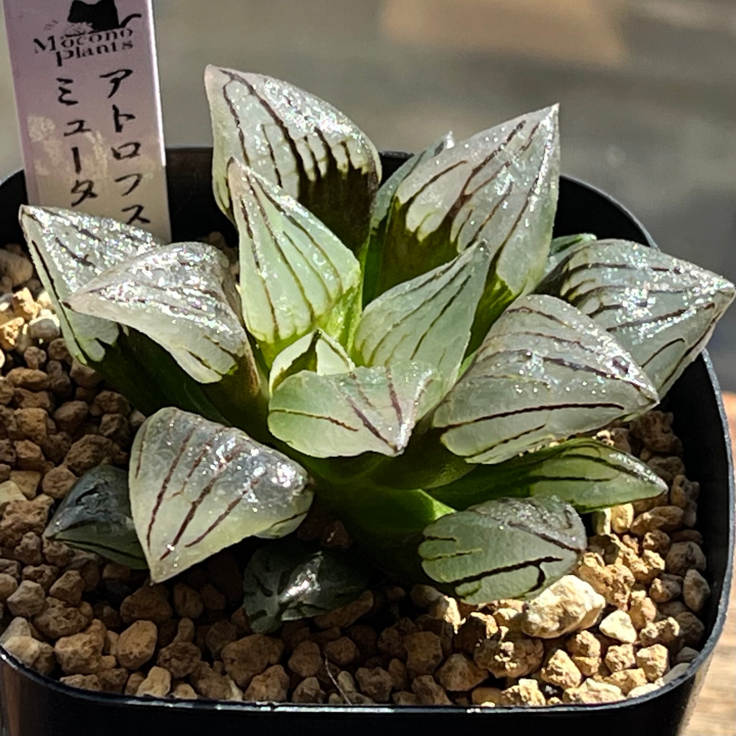 ハオルチア ピグマエアミュータント錦 | mocono_plants