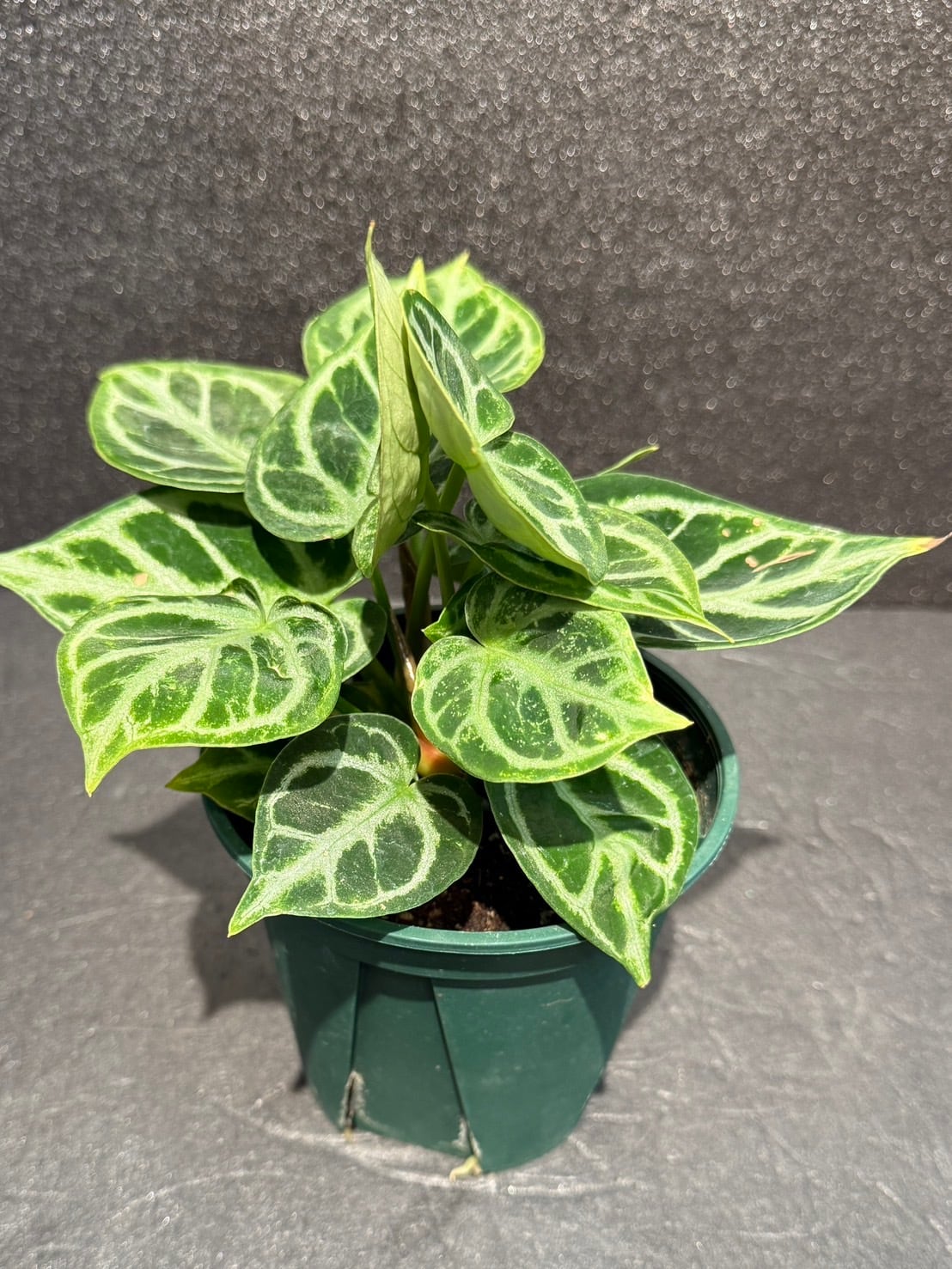 ドラヤキ アンスリウム 観葉植物 4.0号 人気 | 観葉植物と雑貨のお店