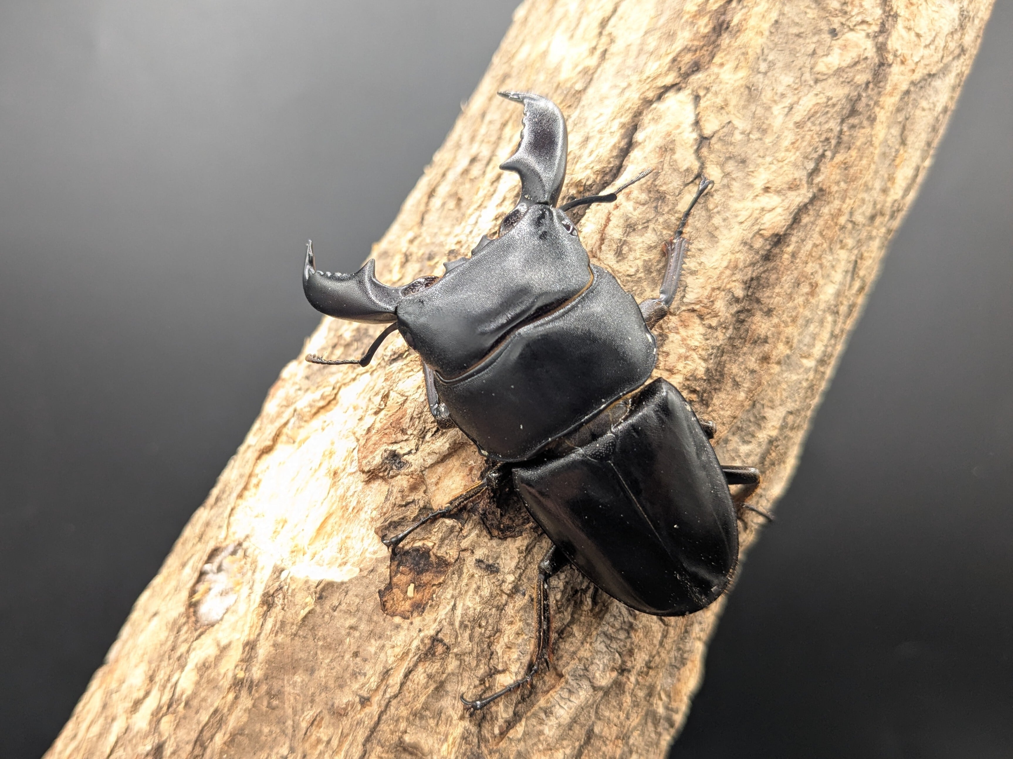 WDスマトラヒラタ ♂71mm♀39mm