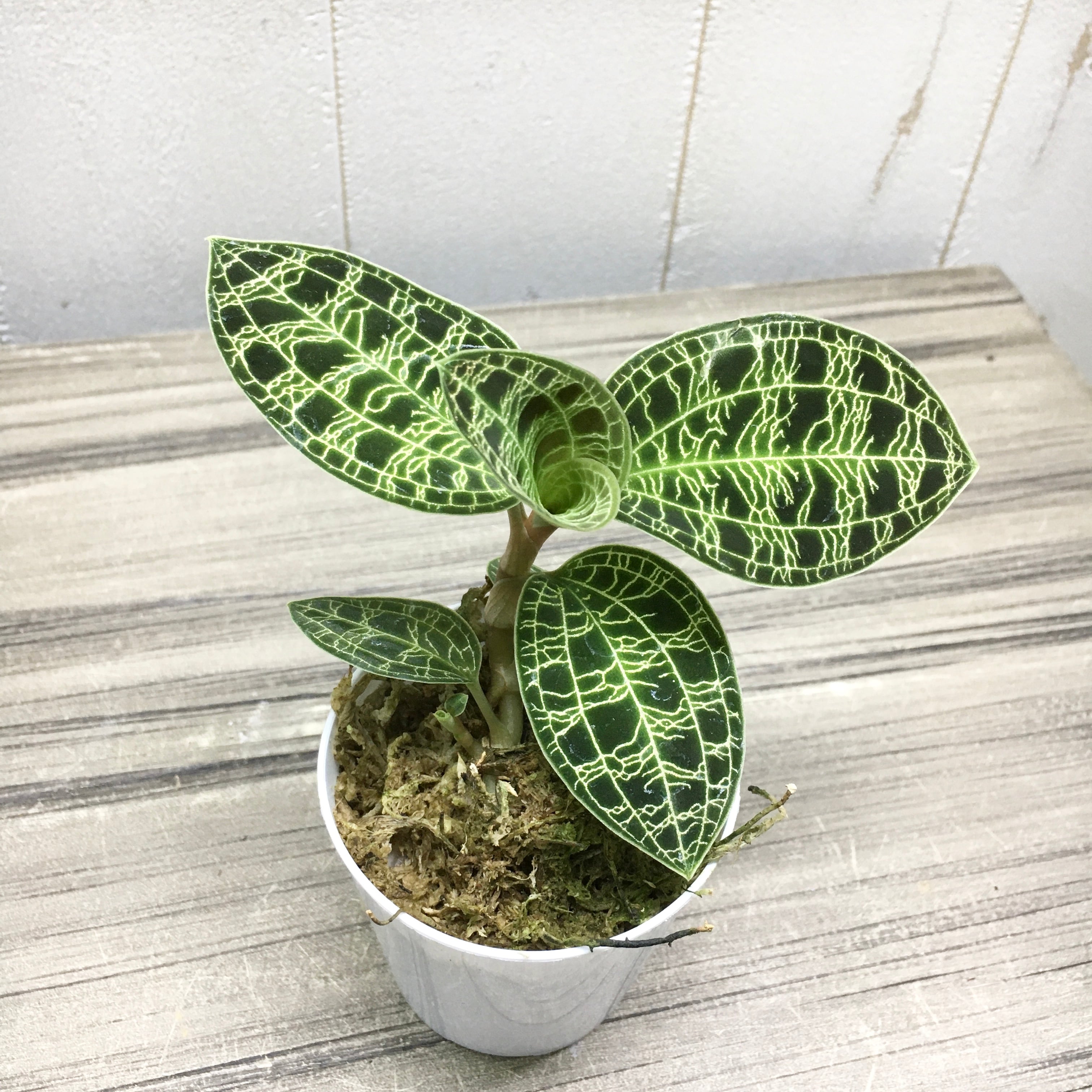 葉っぱ大きめ 宝石蘭 ジュエルオーキッド 2.5号 | PLANTS SHOP OLIVE