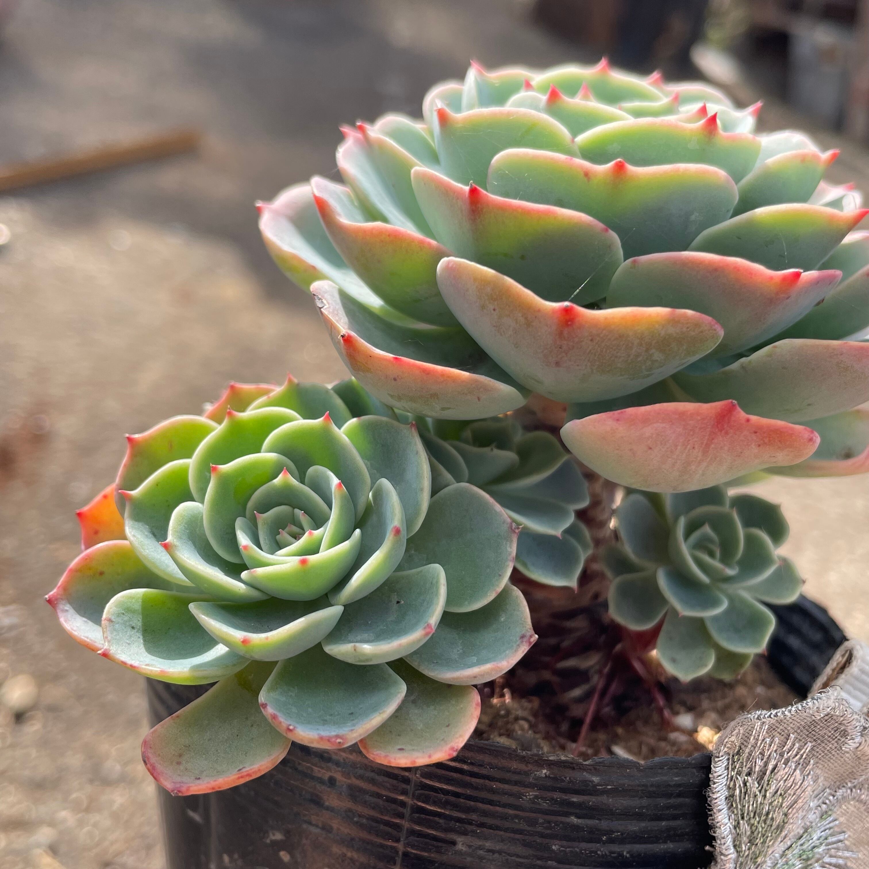 F)七福神(子株付き)群生 | RuPo 多肉植物専門店