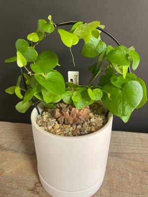 亀甲竜 Dioscorea elephantipes ディオスコレア・エレファンティペス