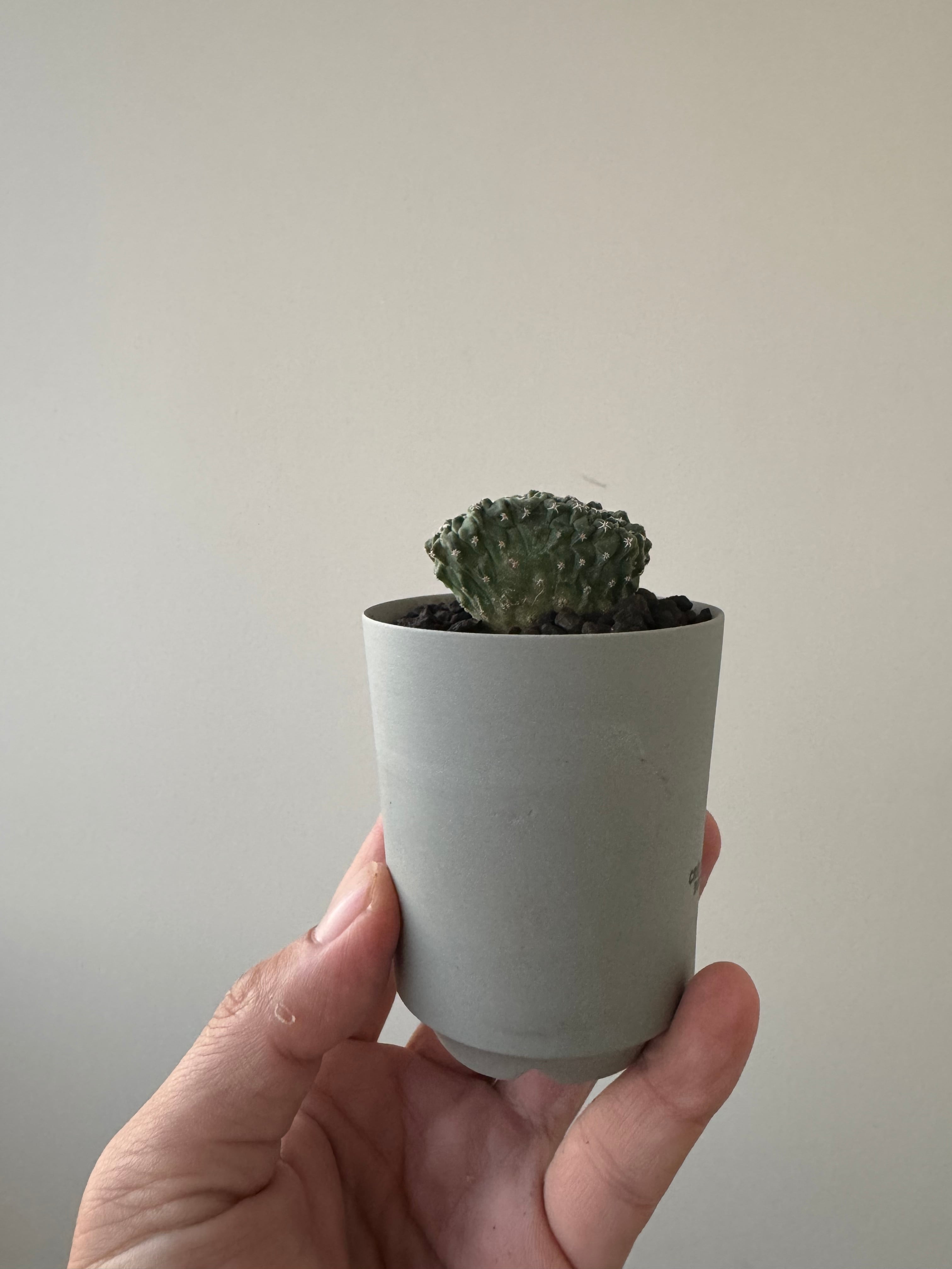 新着】Strombocactus 菊水綴化 × VALIEM GHOST【極上品】サボテンの