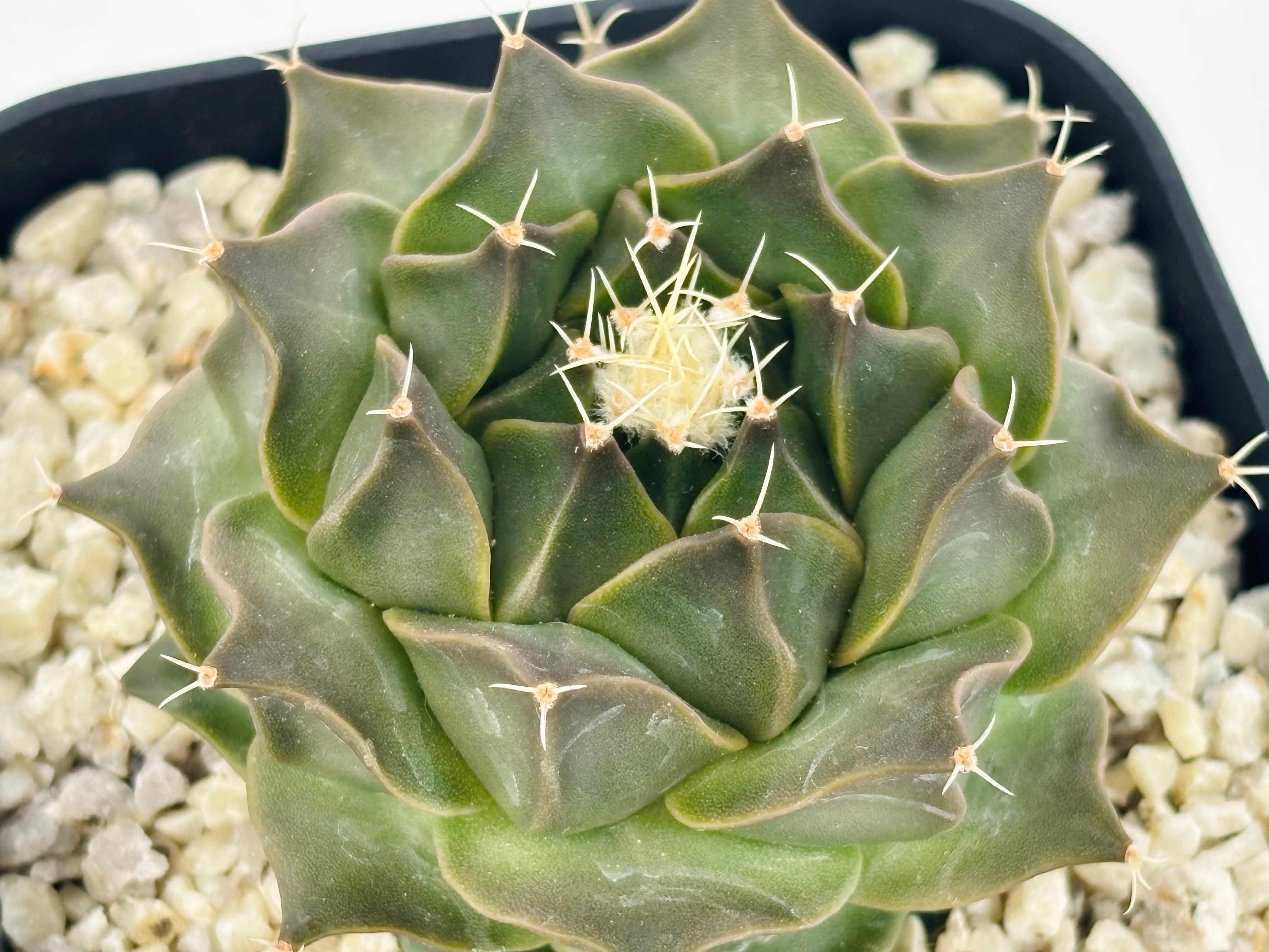 Obregonia denegrii オブレゴニア 大疣帝冠 サボテン | plants MARU