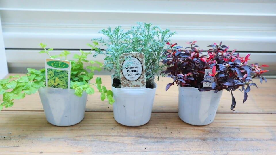 ☆希少☆ アジュガ 『アークティックフォックス』 3寸 苗