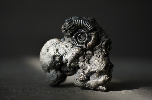 イギリス産黄鉄鉱化アンモナイト  Pyritized Ammonite 2309