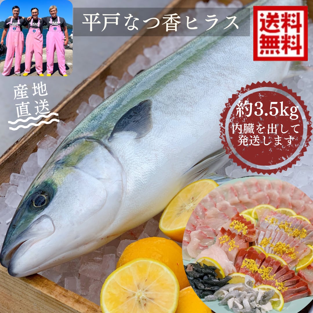 青空レストランに出演！平戸なつ香ヒラス（約4㎏）【送料無料】【熨斗