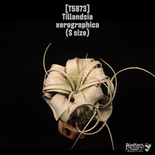 Tillandsia xerographica S〔ティランジア〕T5873