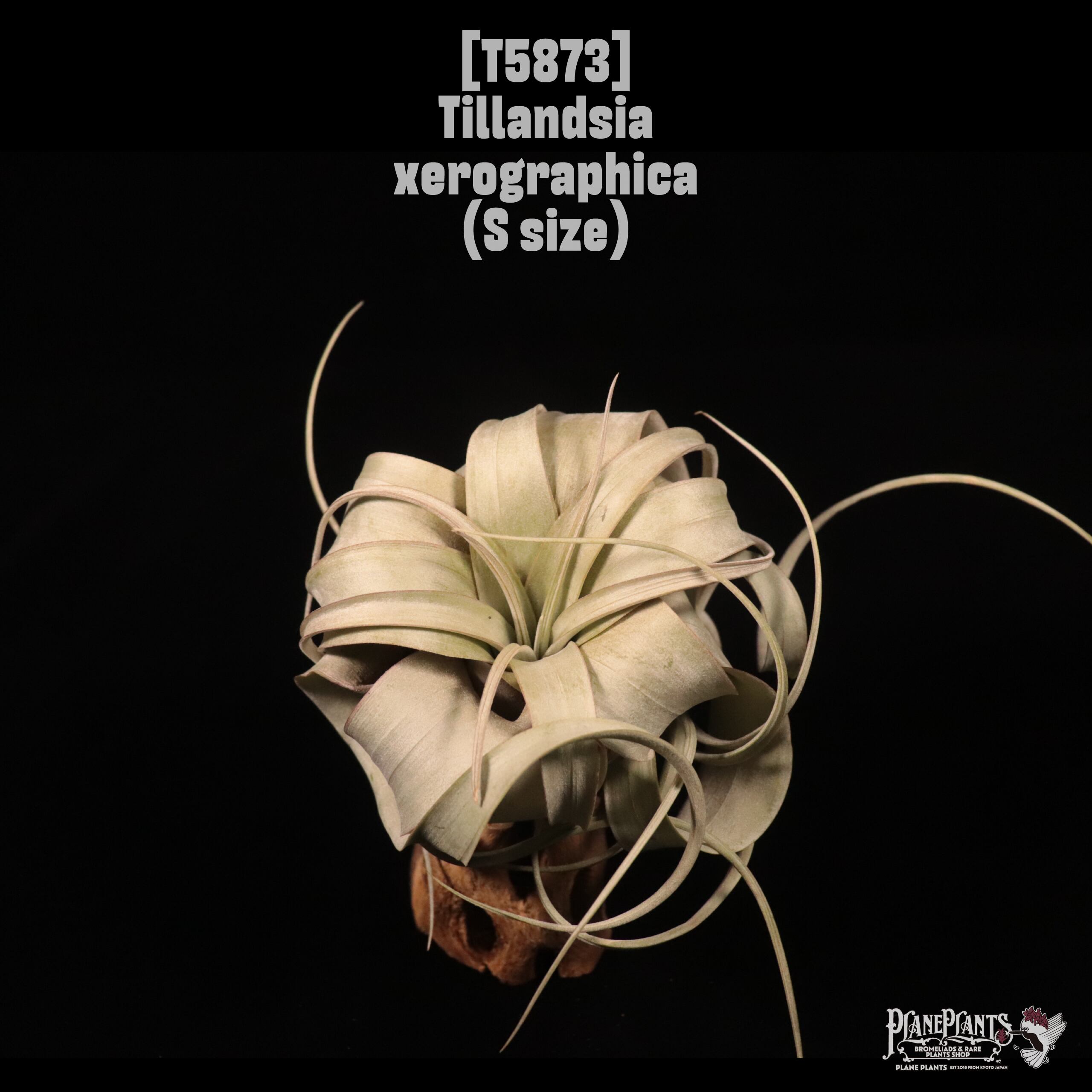 Tillandsia xerographica S〔ティランジア〕T5873