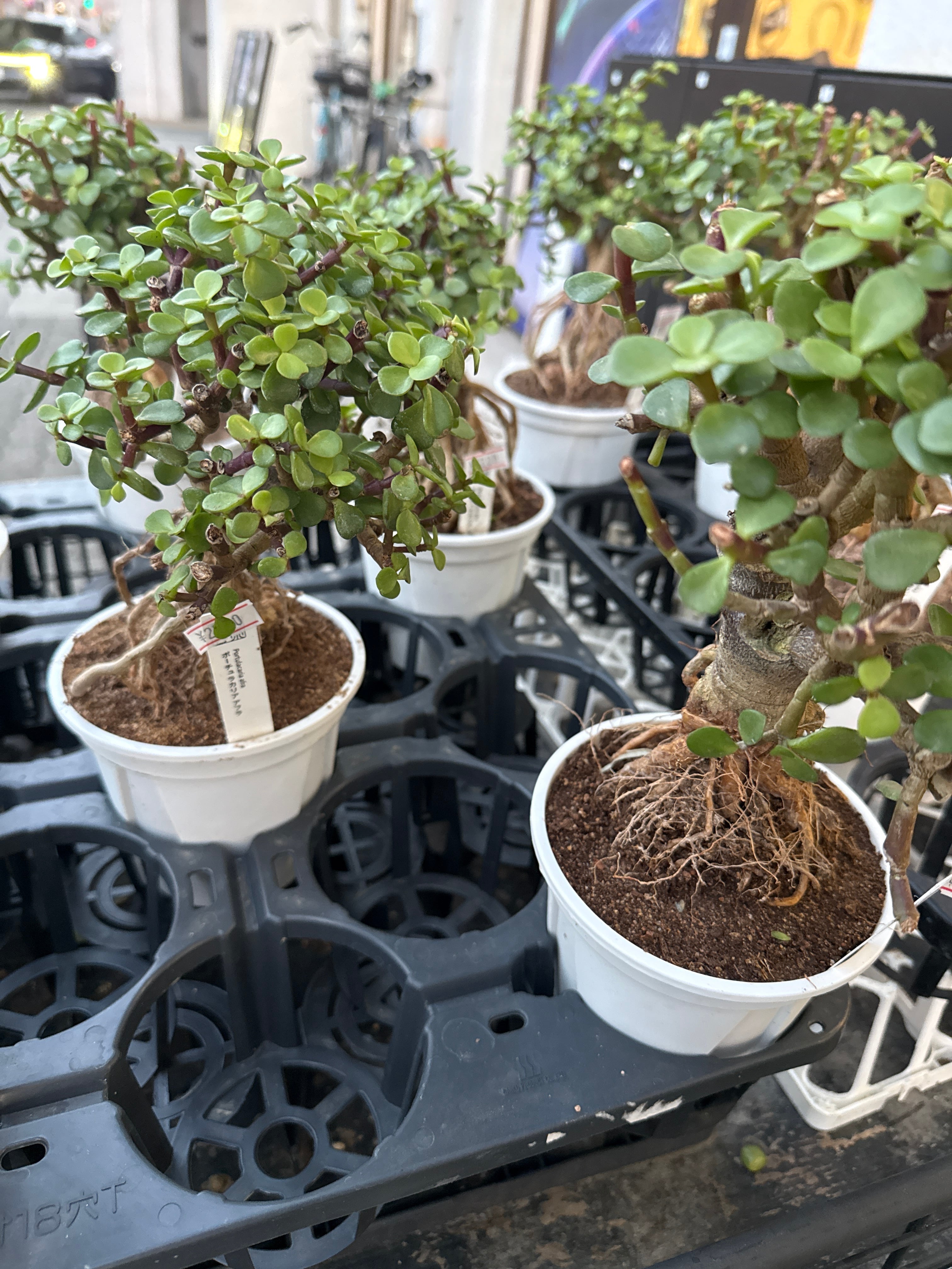 ポーチュラカリア アフラ | Gardenえん 【観葉熱帯植物】