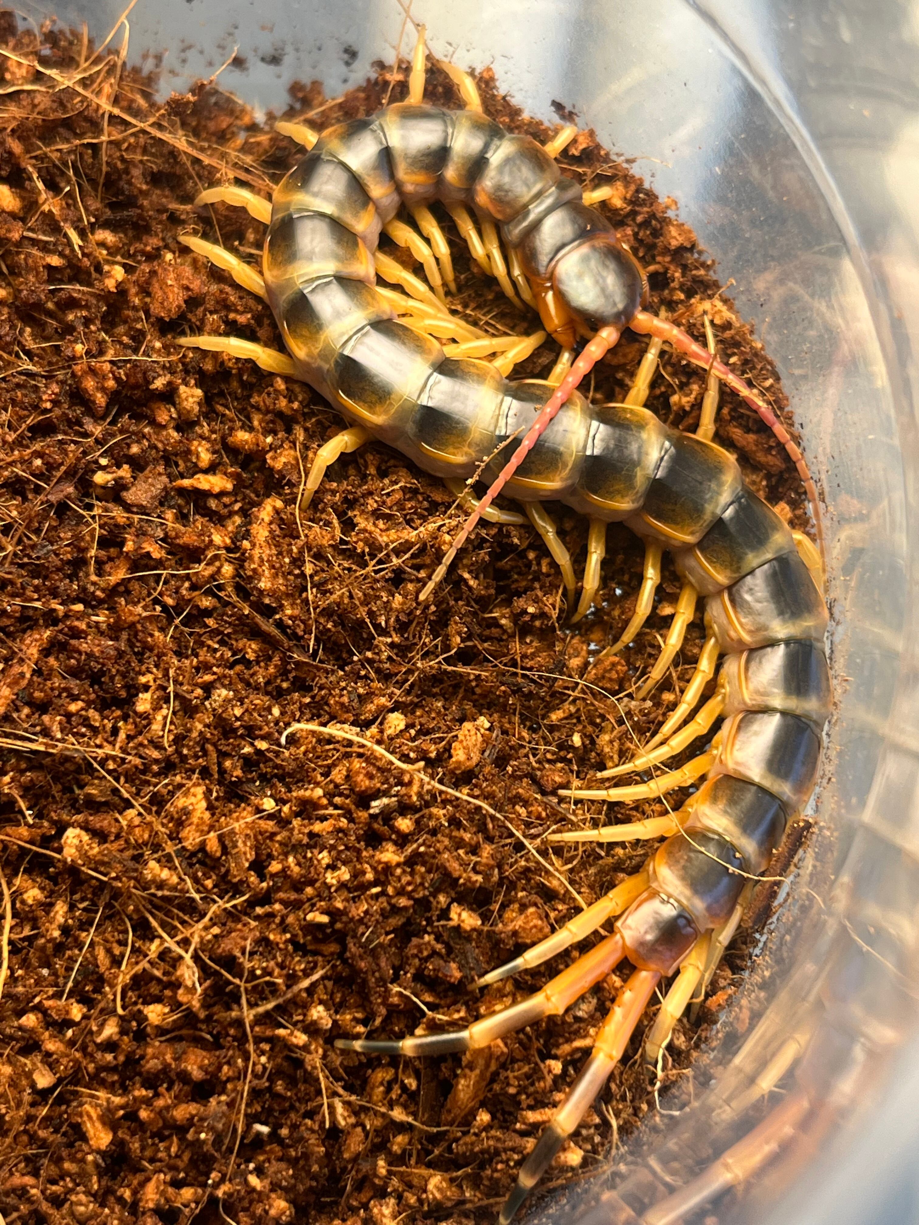Scolopendra | オモニキチュウ