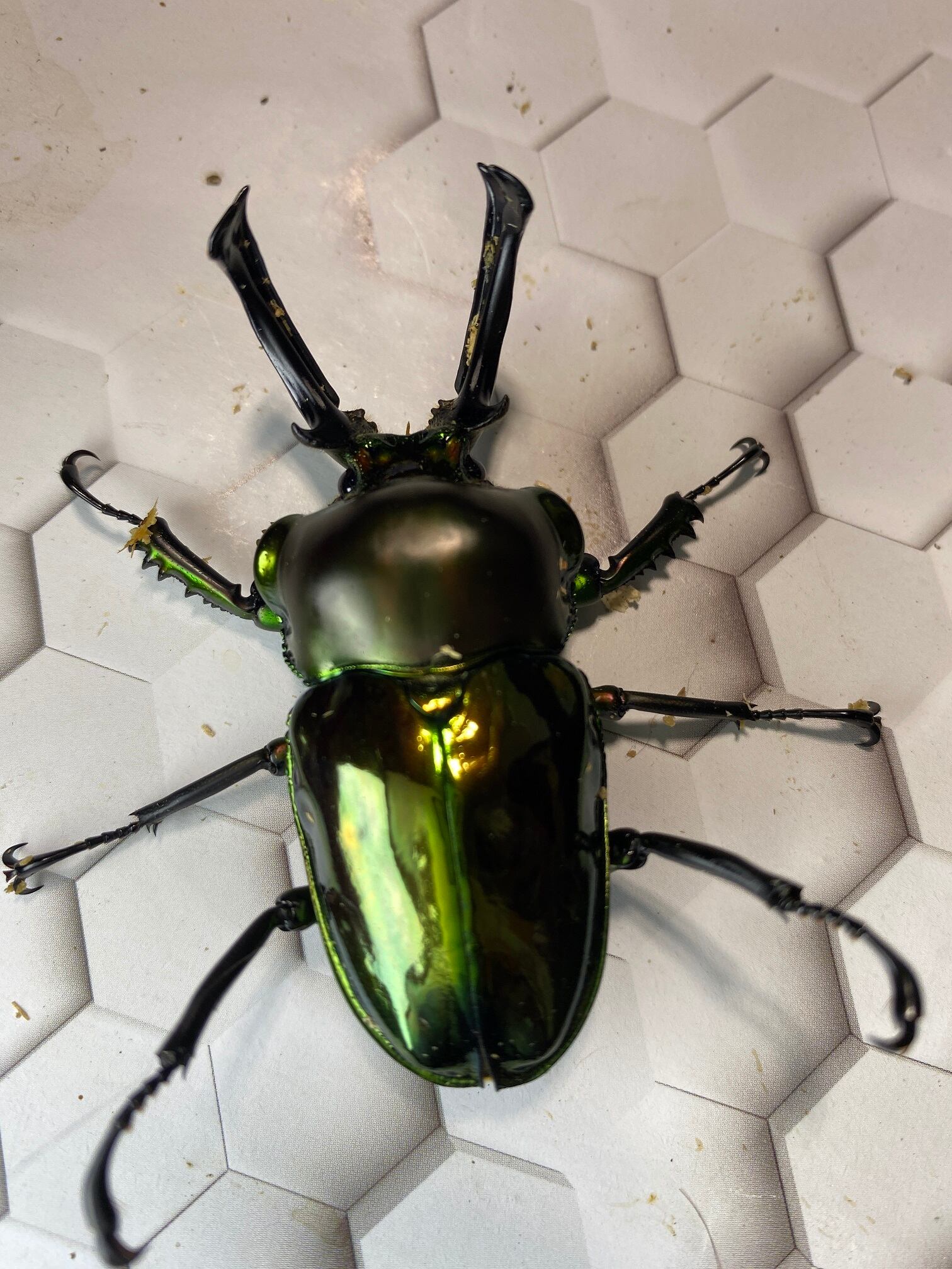 ニジイロクワガタ】Green系紫紺 大型57mmペア ※特殊カラー | KUWAGATA