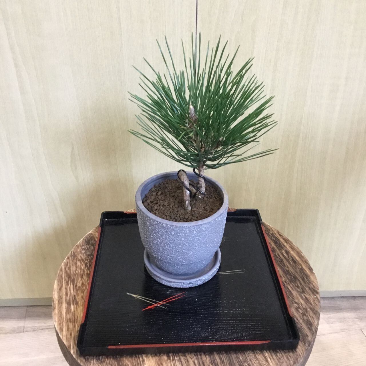 黒松ねじれ 盆栽風 皿付き3号鉢 | 趣味の園芸と陶器山竹