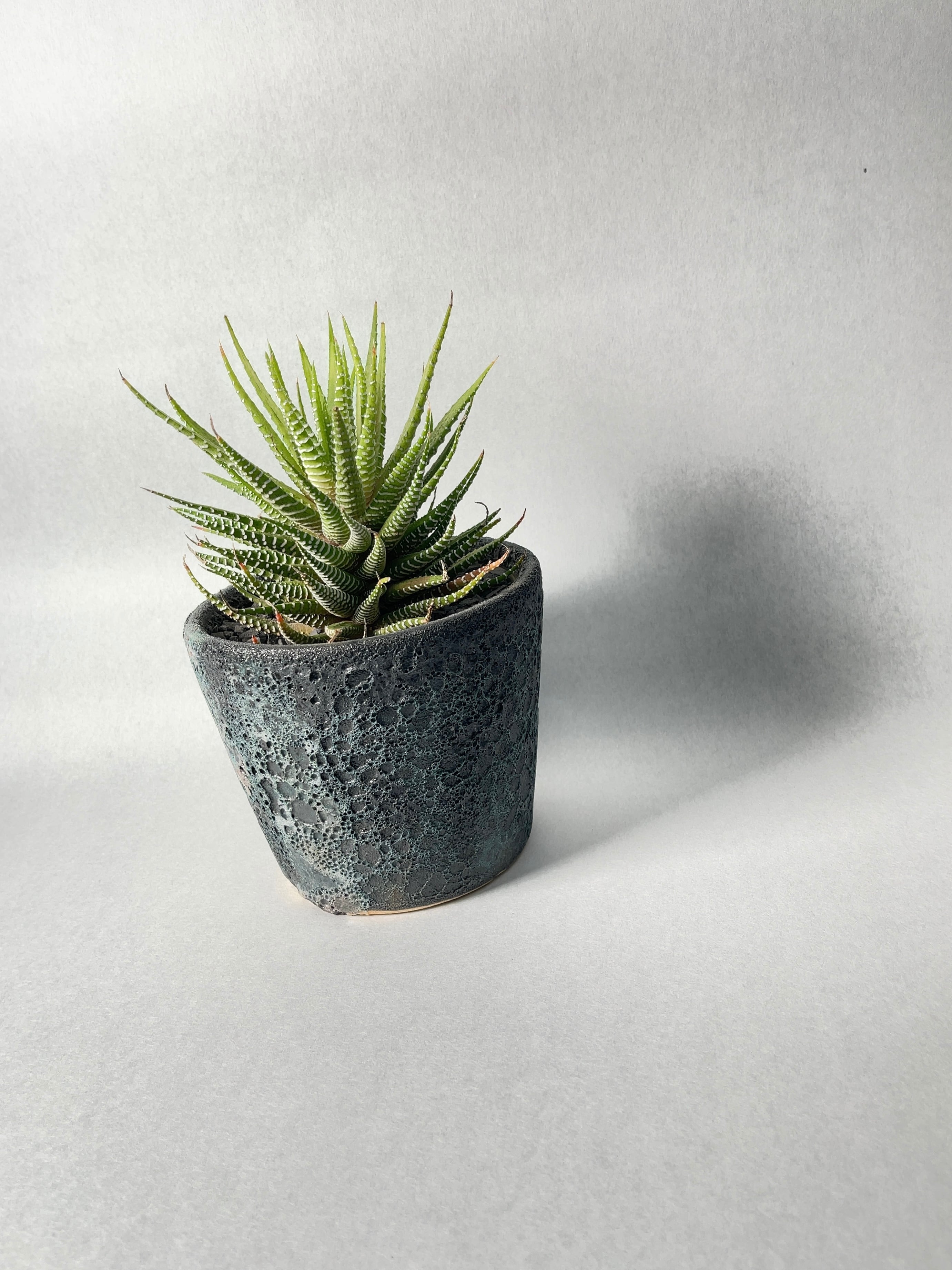 ハオルチア・白蝶 | trigger