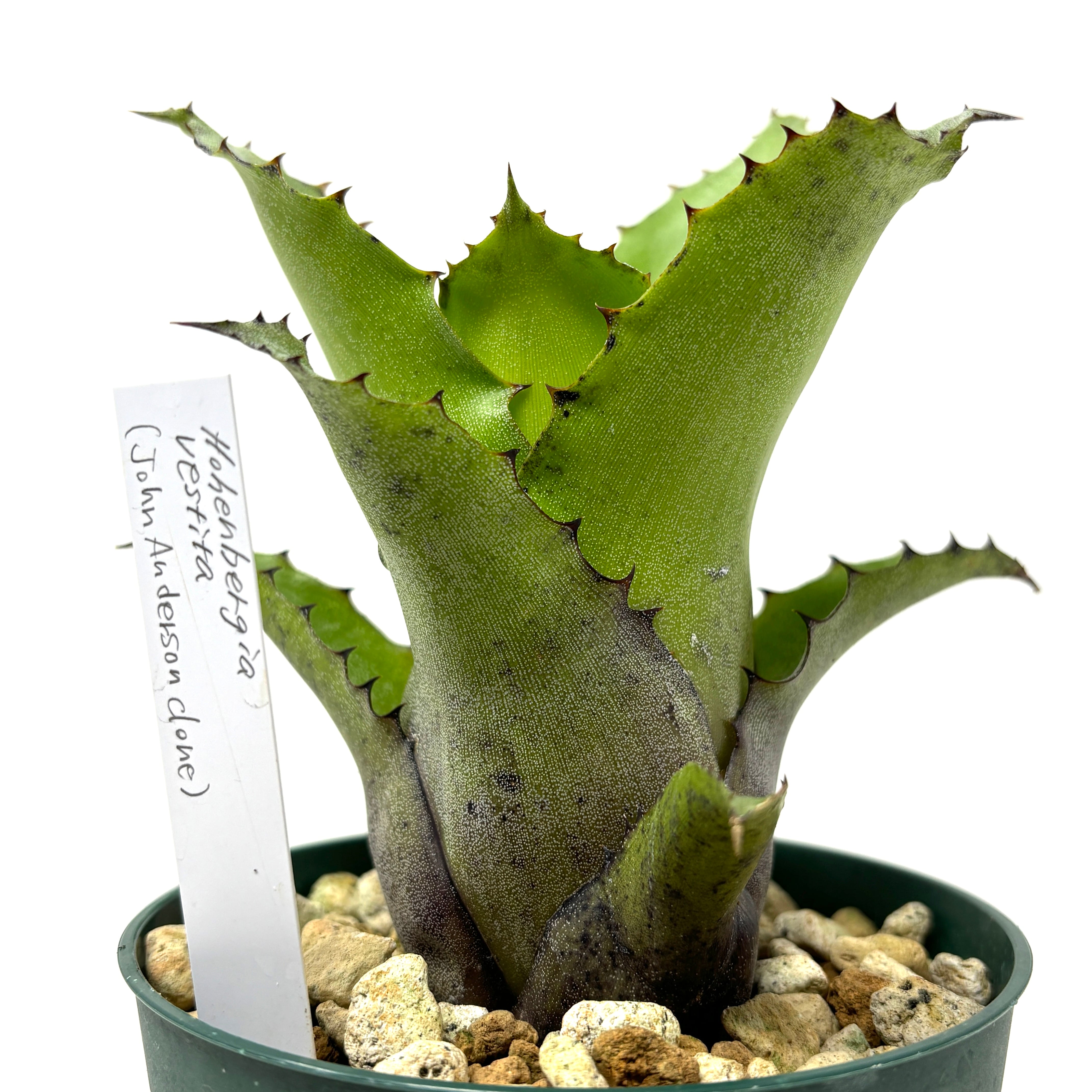 ホヘンベルギア カーラ 速達発送 【公式通販】