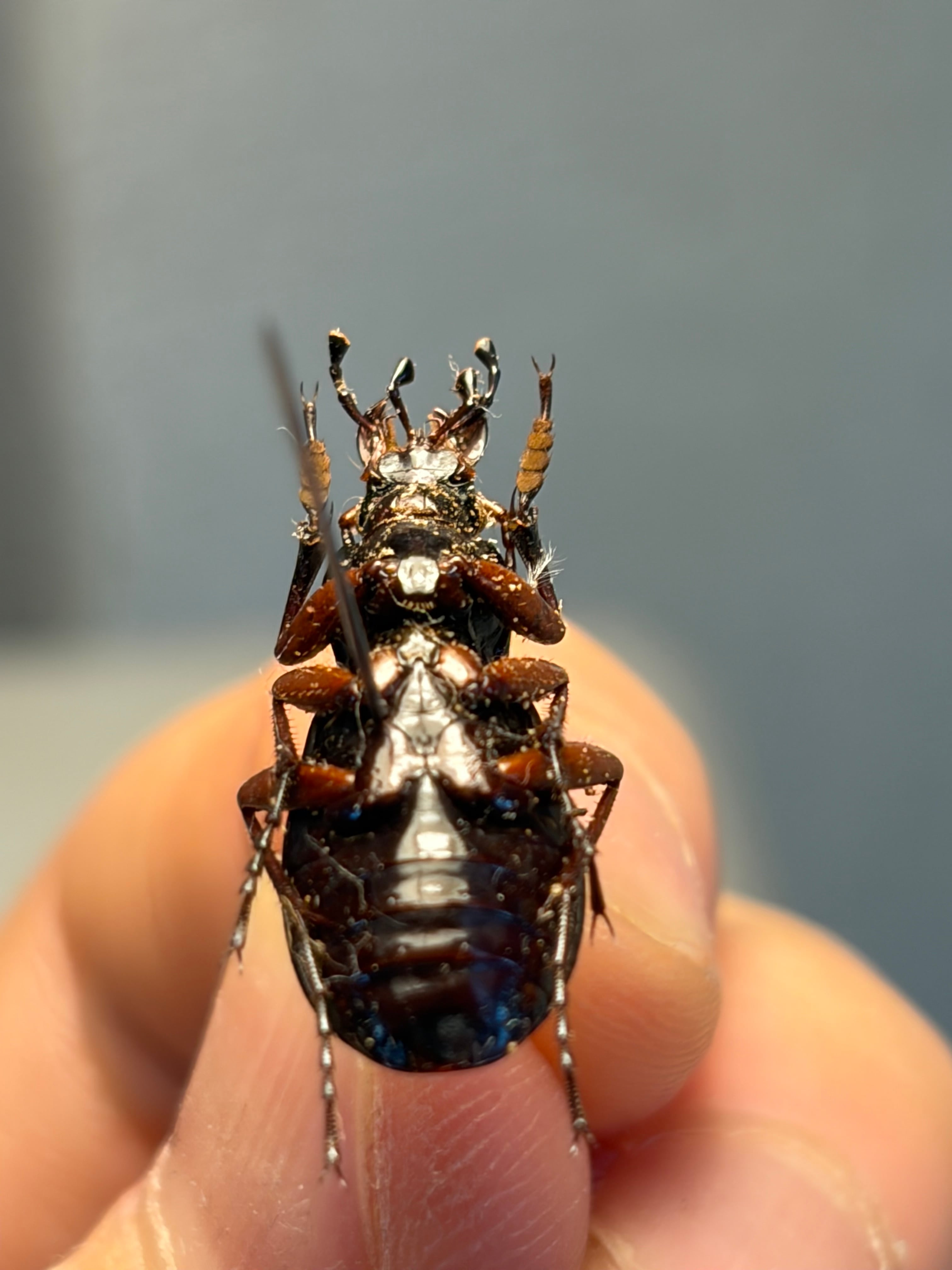 21mm】キンイロオサムシ 標本 | オモニキチュウ