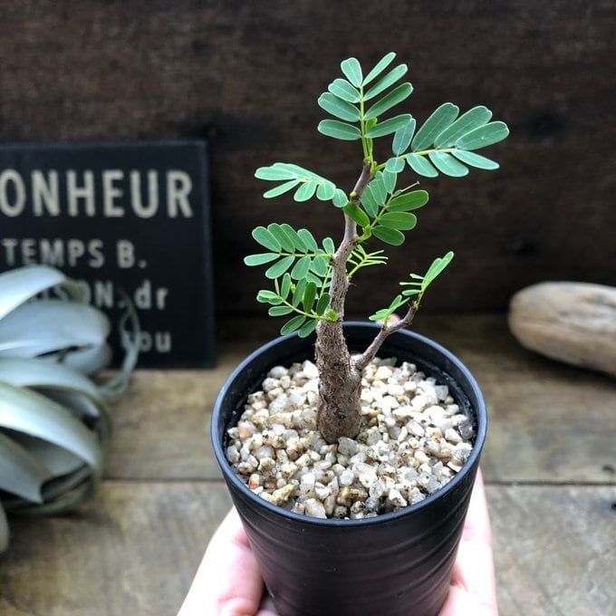 センナ メリディオナリス Senna meridionalis コーデックス 塊根植物