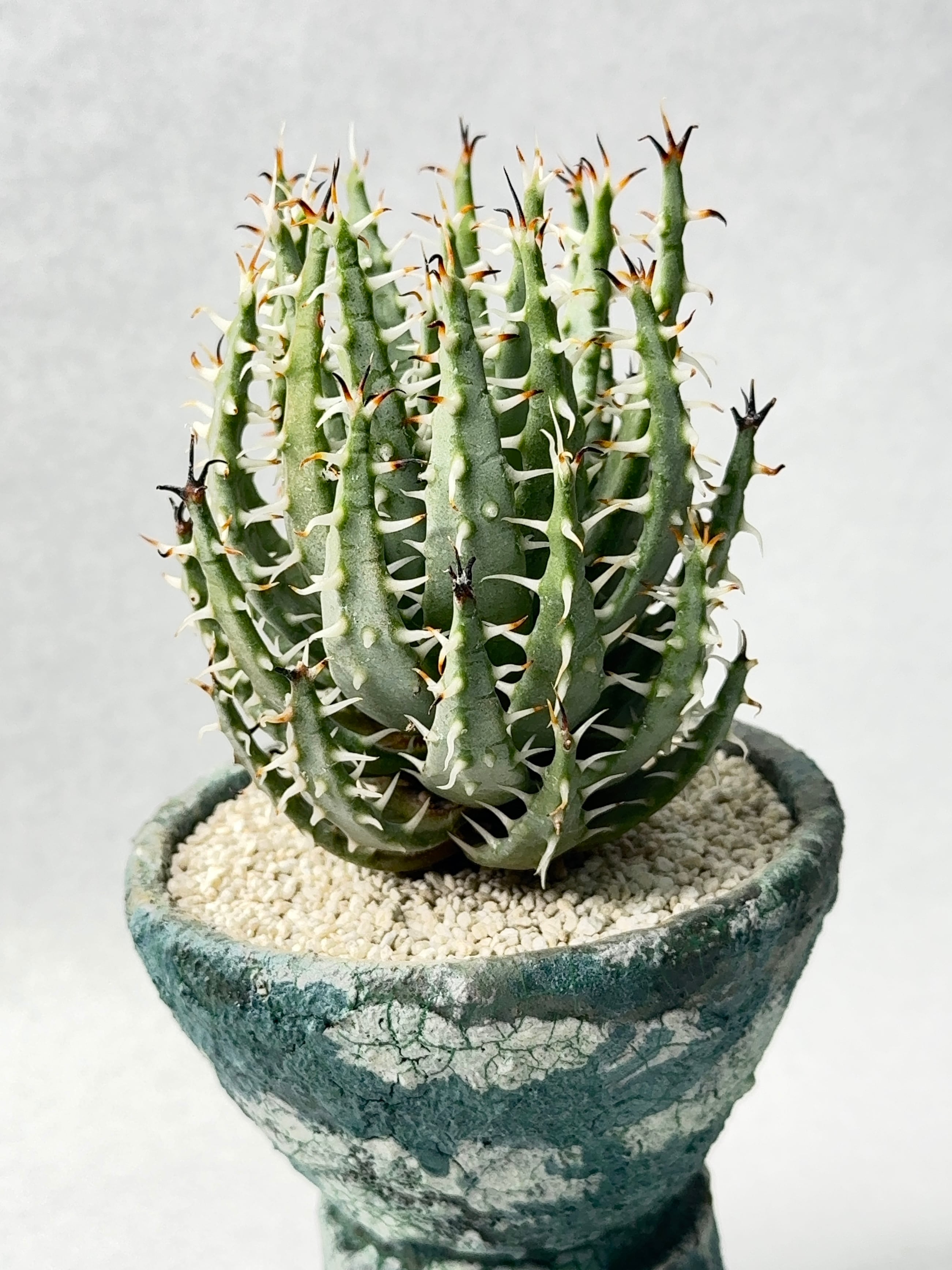 アロエ・エリナケア | trigger