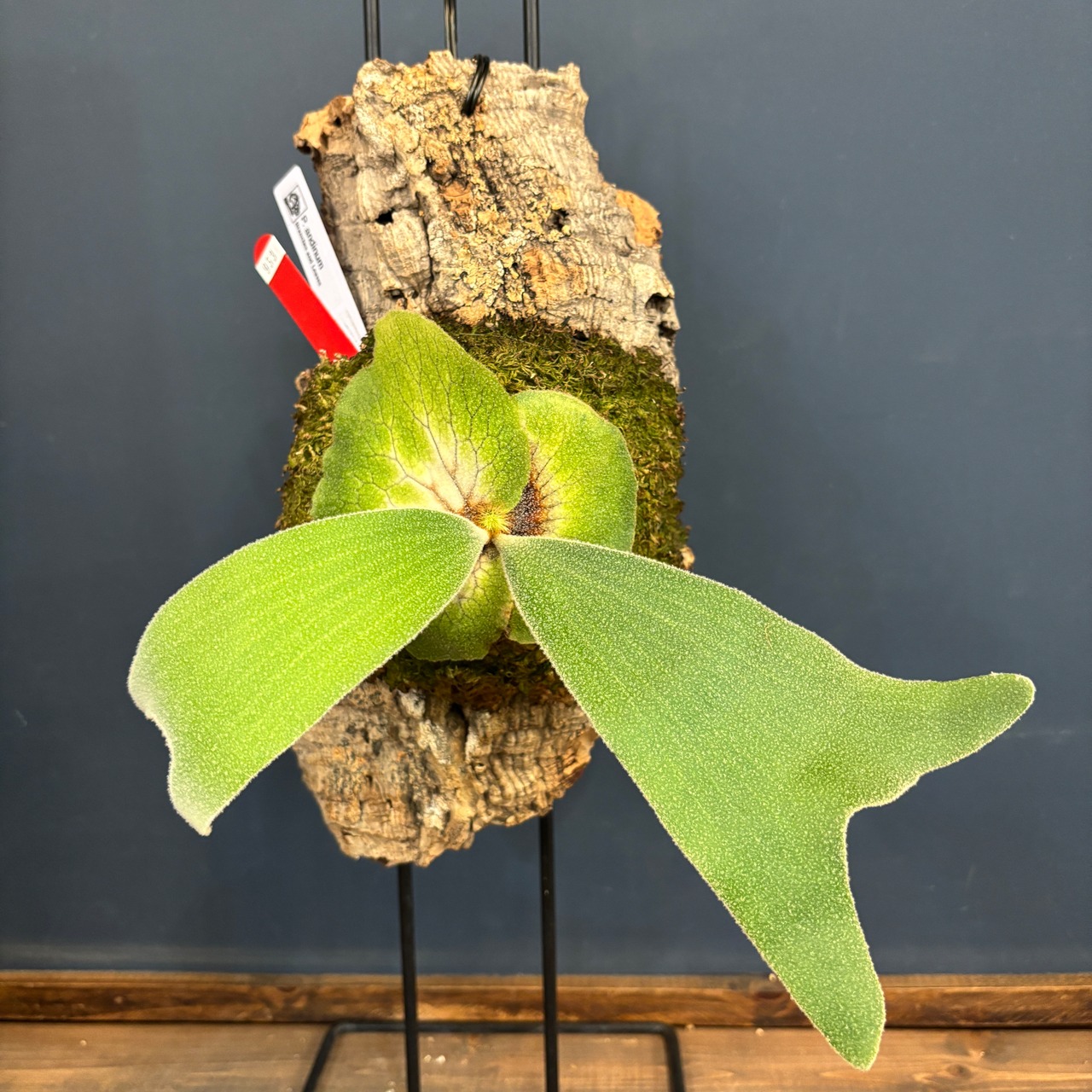 【BASE抽選販売(限定価格)】 ビカクシダ　アンディナム　P.andinum　コルク着生仕立て