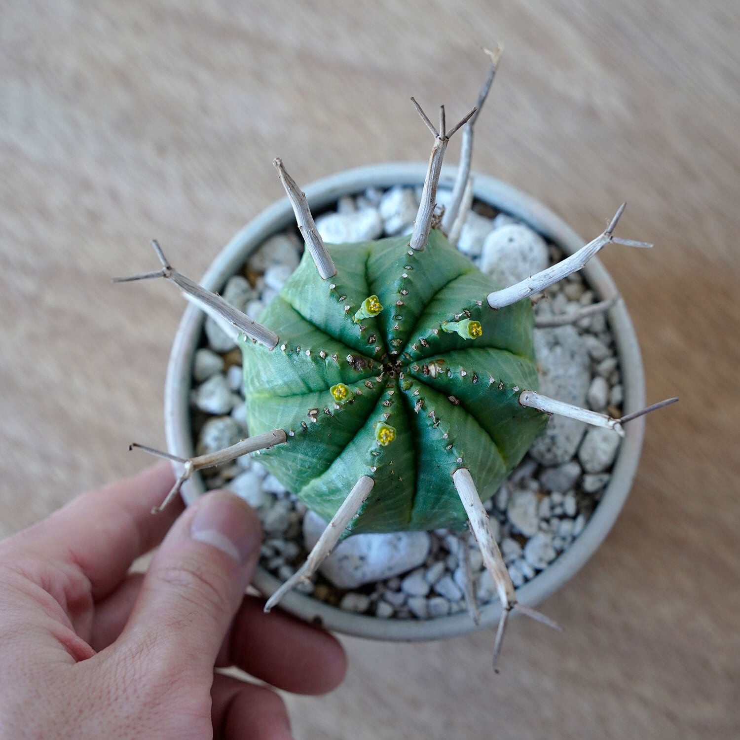 ユーフォルビア スーパーバリダ | AYANAS（アヤナス）｜観葉植物の