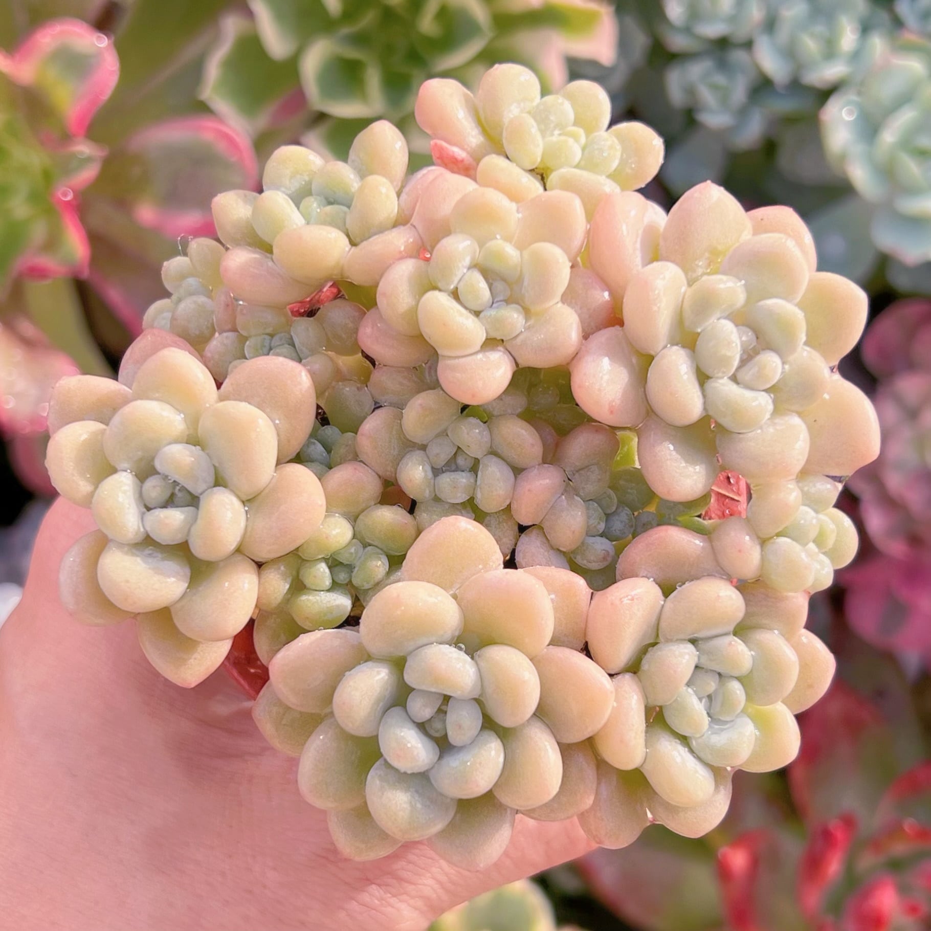 現品　チューインガム#510     群生　るる農園