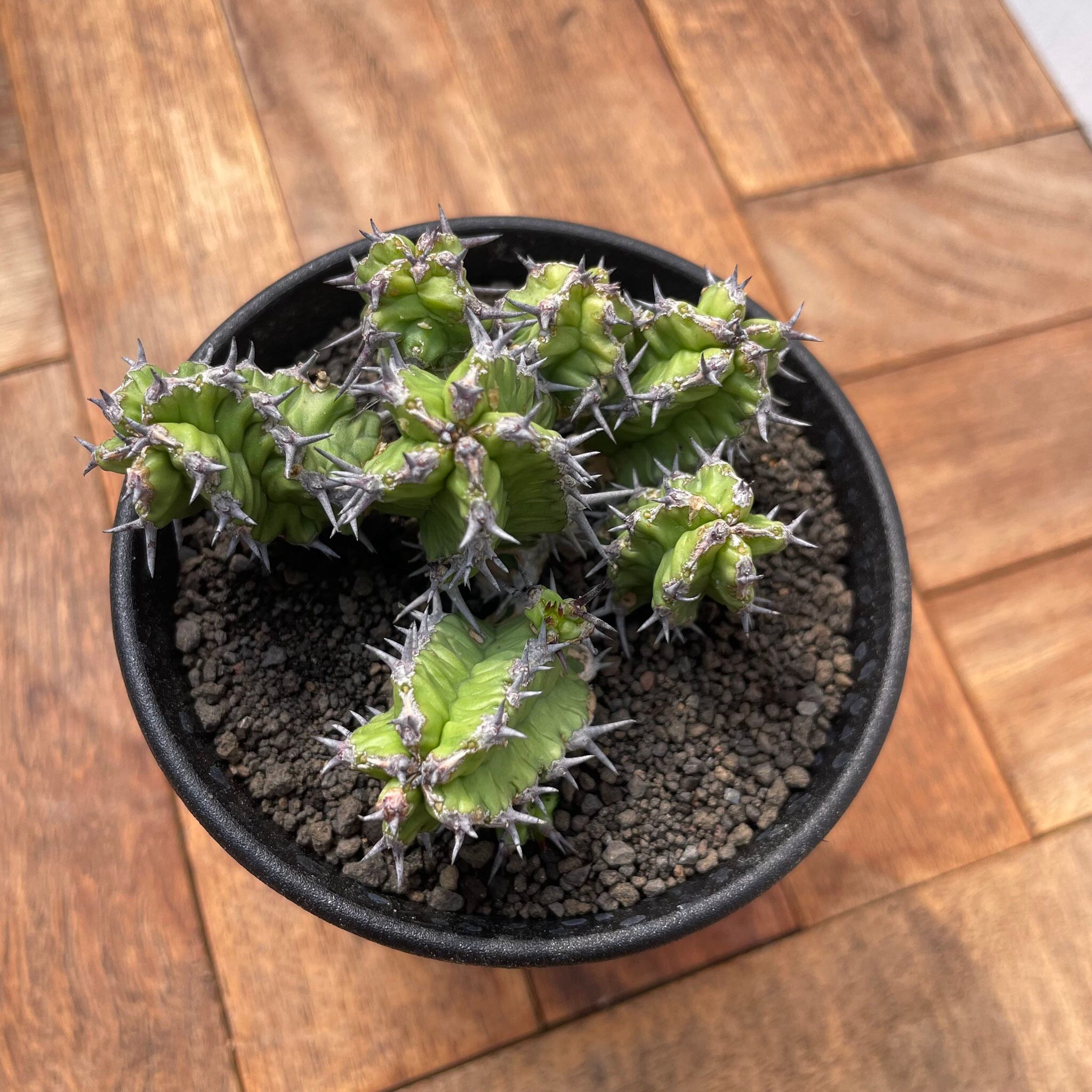 新種【海外実生】ユーフォルビア・エムウィラ/Euphorbia Mwila③ Euphorbia mitriformis【ユーフォルビア・ミトリフォルミス】 | RIMO'S