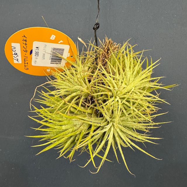 チランジア　ハムエムラ　ハンギング【926】