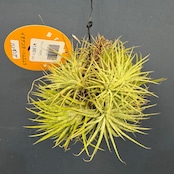 チランジア ハムエムラ ハンギング【926】