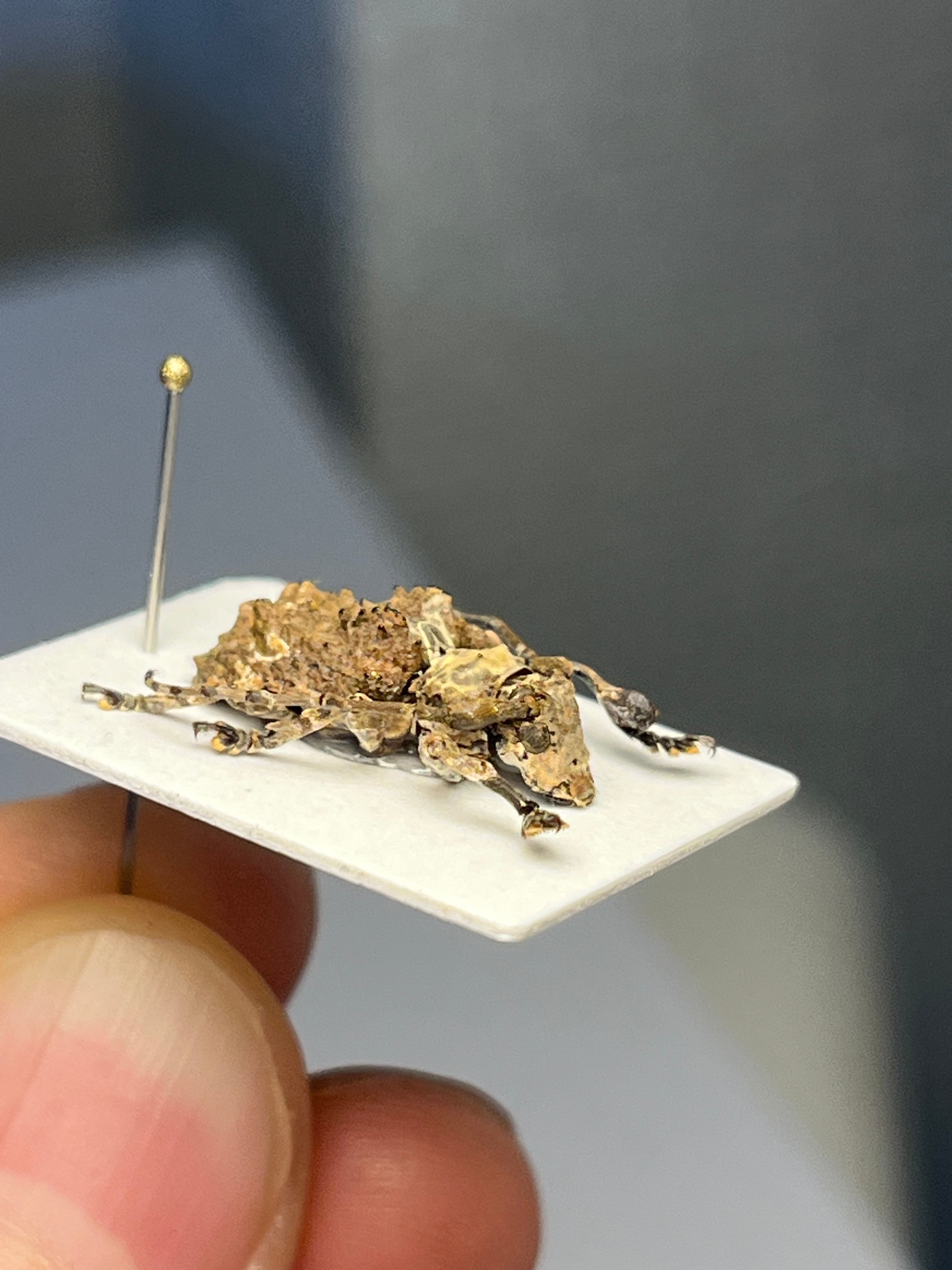 毒刺甲虫】サソリカミキリ 昆虫標本 Onychocerus scorpio ウスバ