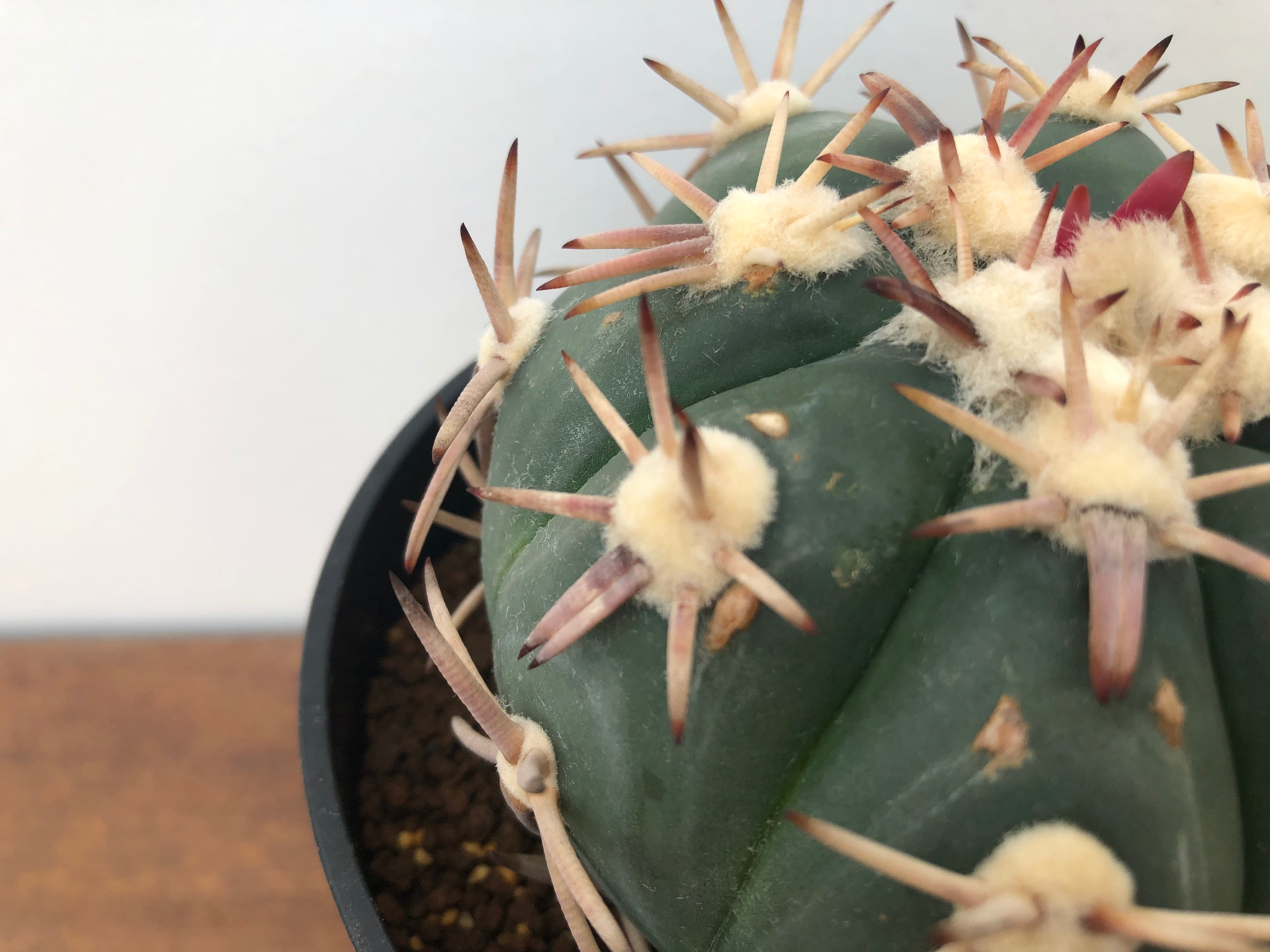 Echinocactus horizonthalonius　白刺翠平丸　サボテン | plants MARU ー 多肉植物・サボテン・園芸グッズのお店  ー powered by BASE