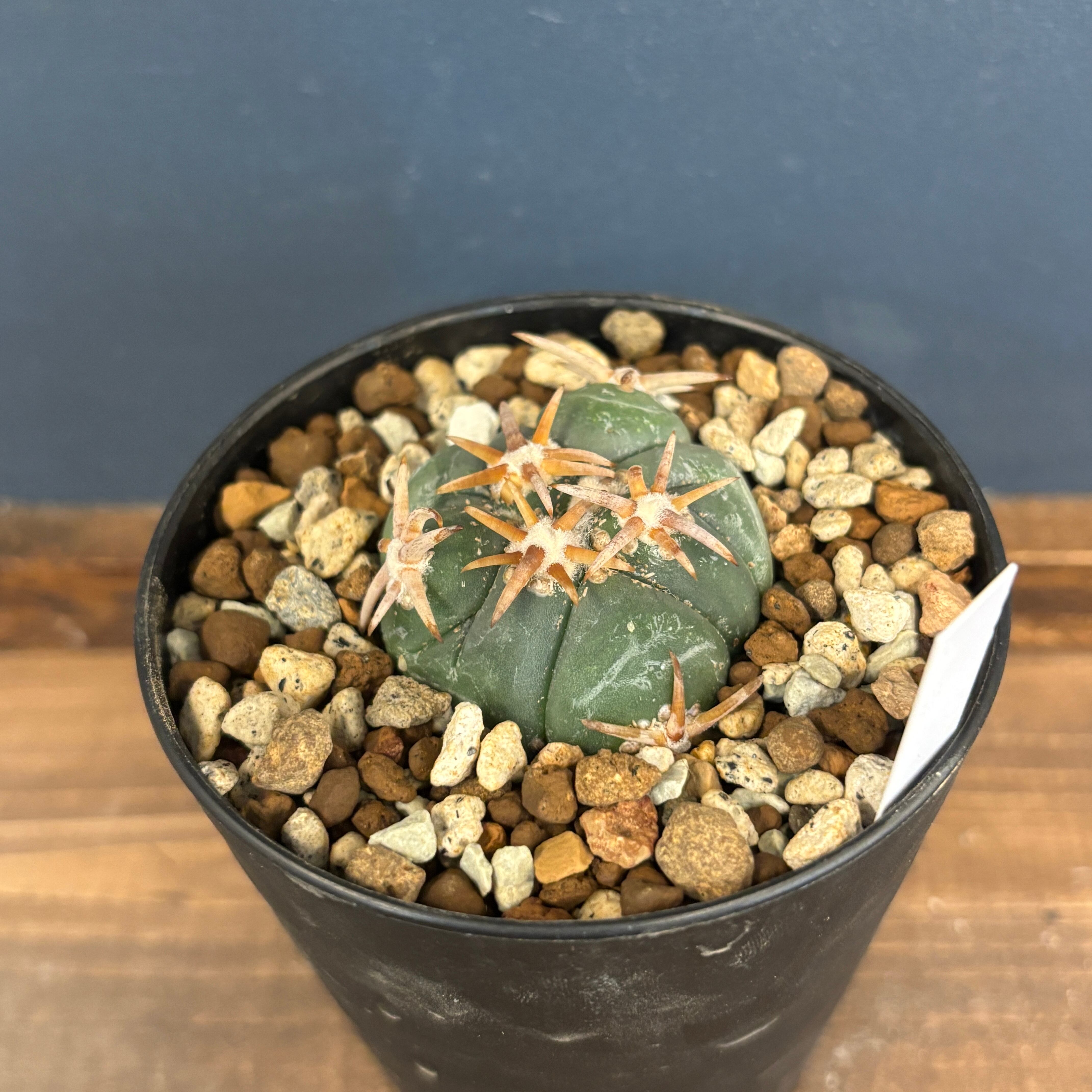 サボテン エキノカクタス 翠平丸 接ぎ降ろし【193】 | PROTOLEAF