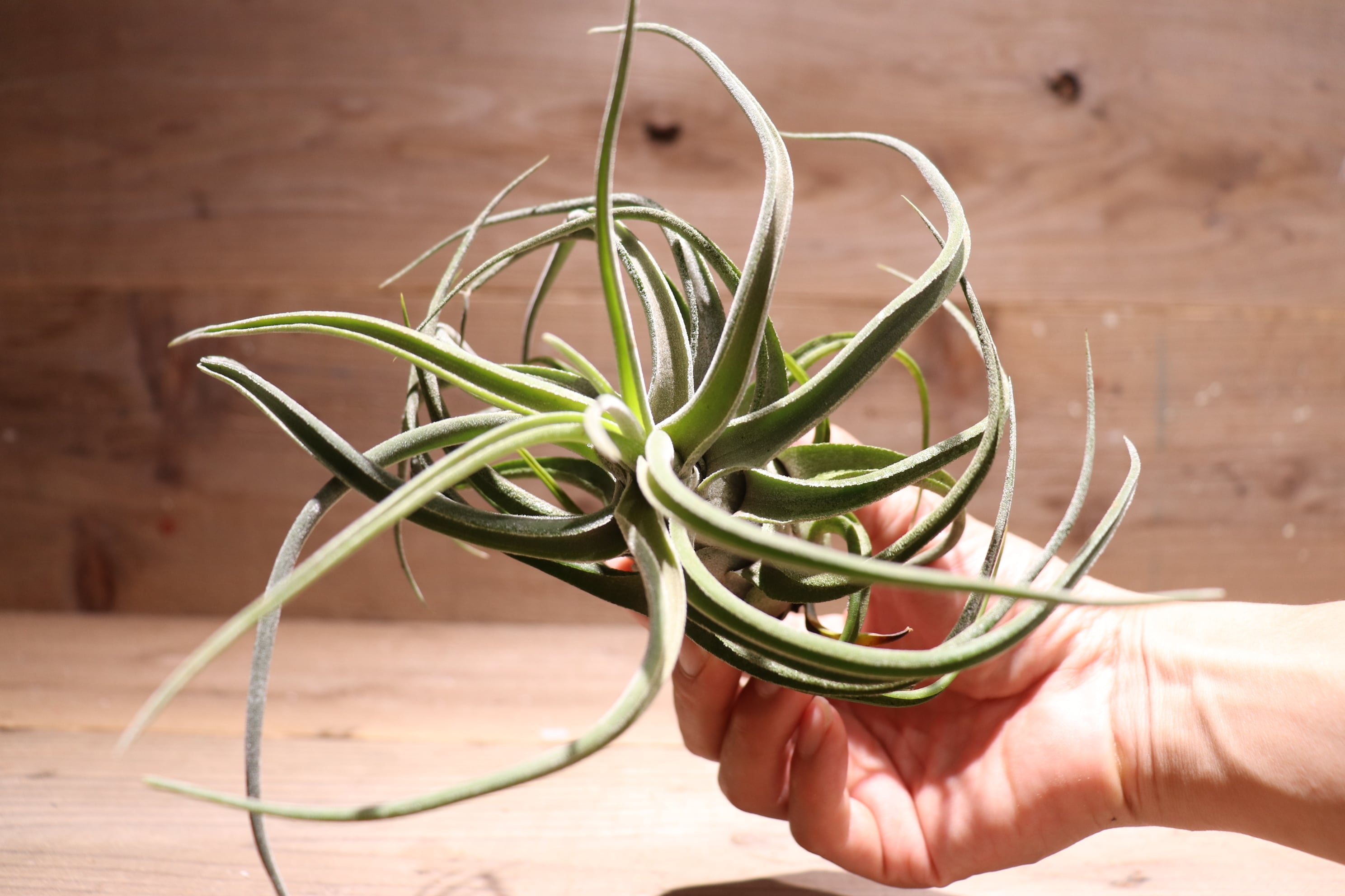 送料無料】'Sitting Pretty'〔エアプランツ〕現品発送T3377 | plane plants