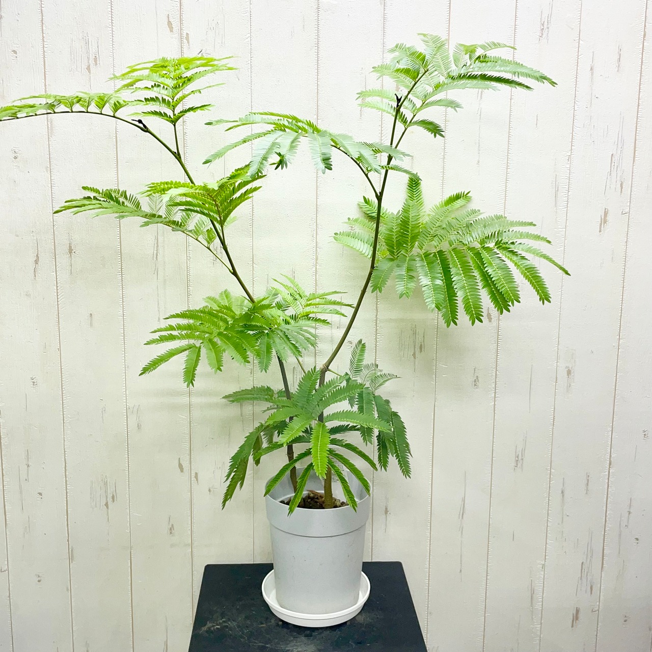 背高め 2株 ネムノキ エバー フレッシュ 受皿付き | PLANTS SHOP OLIVE