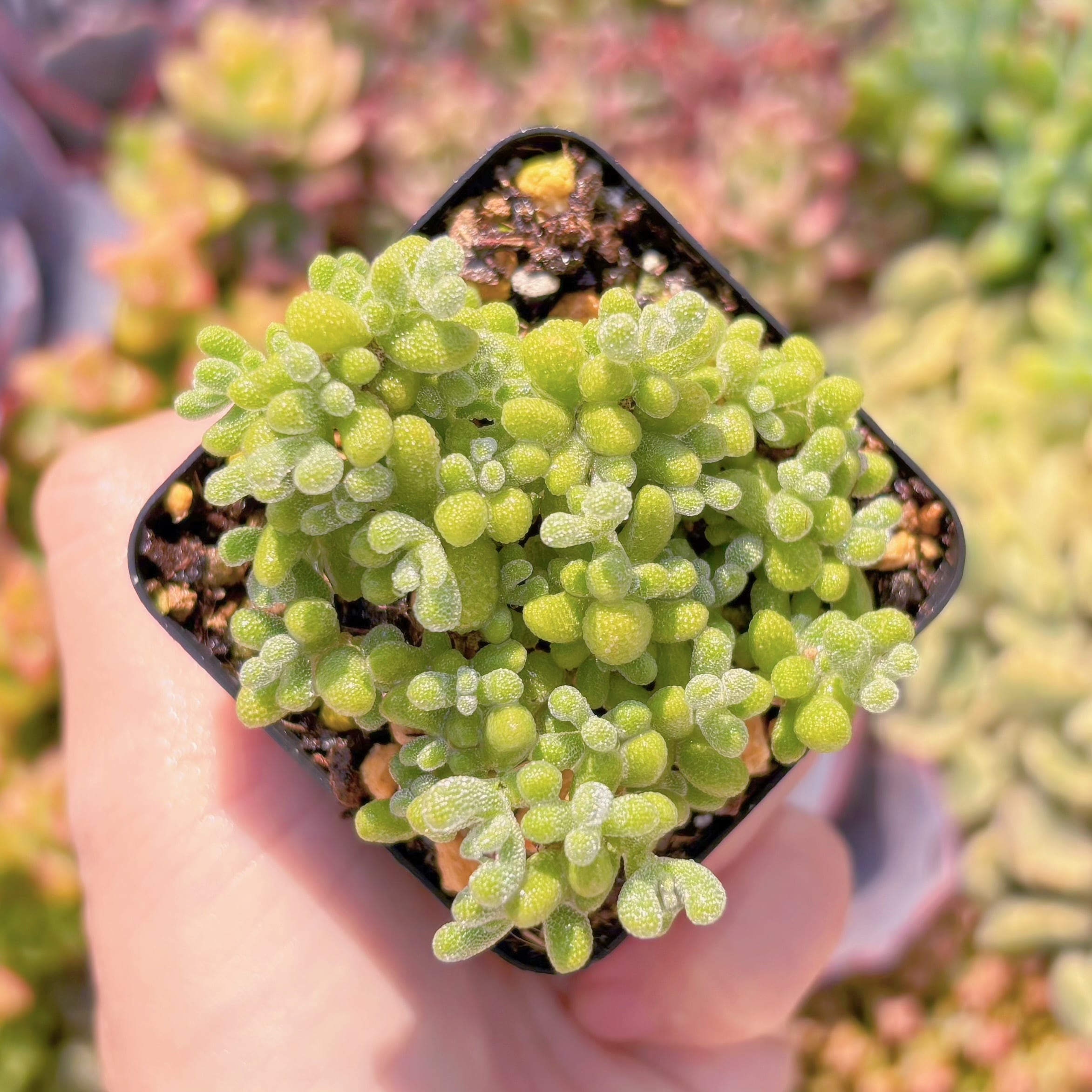 現品　蜜柑#M027　新入荷　るる農園