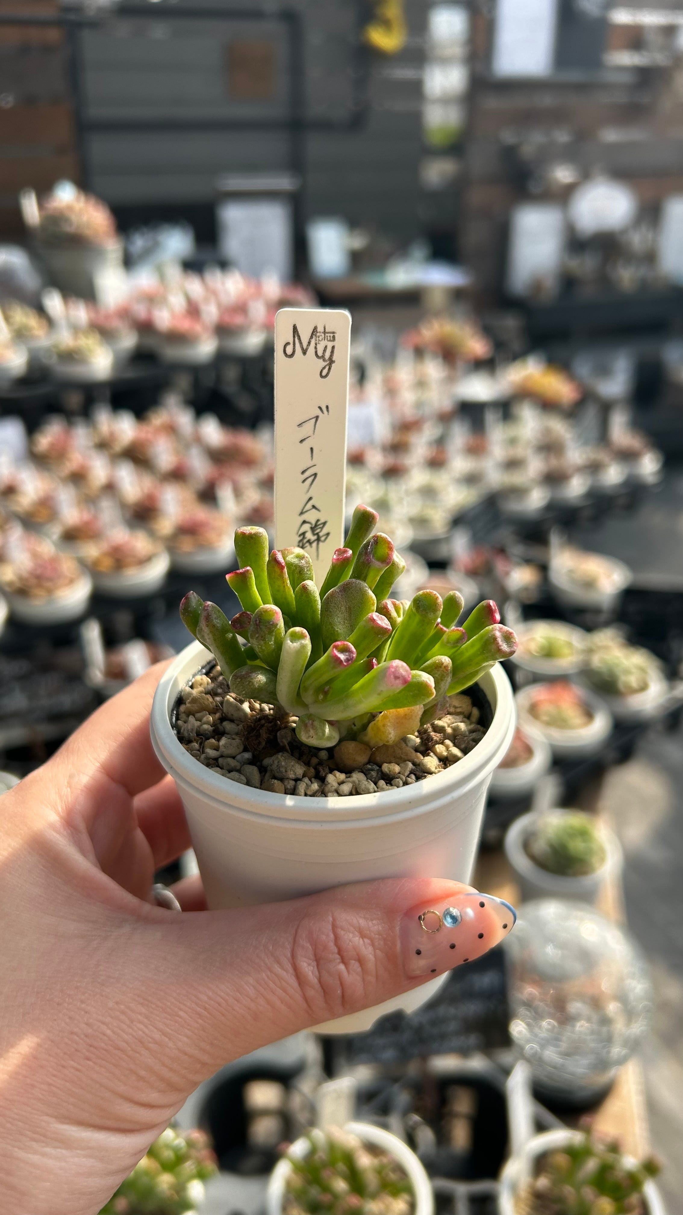 ゴーラム錦 多肉植物 クラッスラ 安心の生産ポットそのまま販売（8個