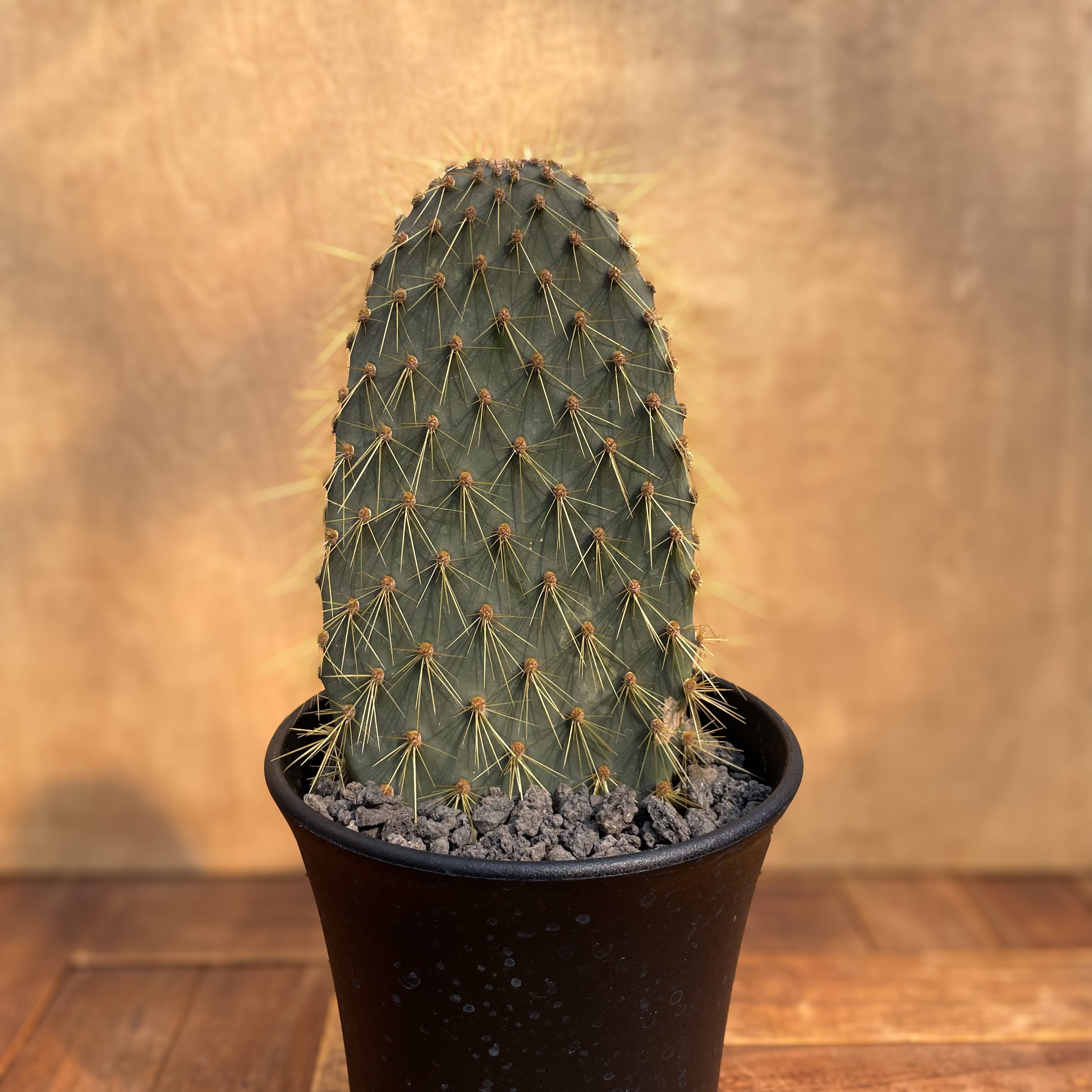 Opuntia galapageia【オプンチア・ガラパゲイア・黄刺】 | RIMO