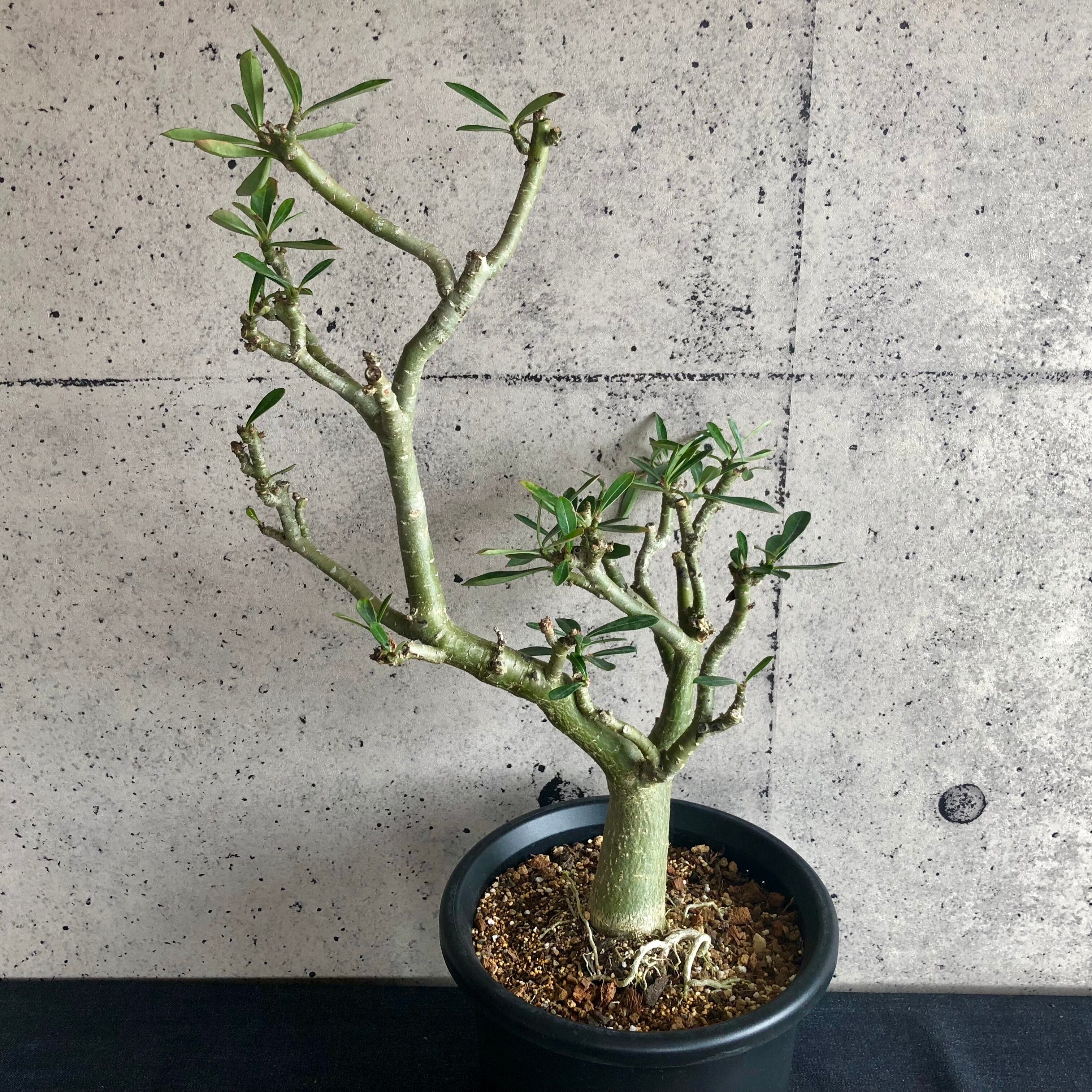 アデニウム オベスム Planet Plants プラネットプランツ