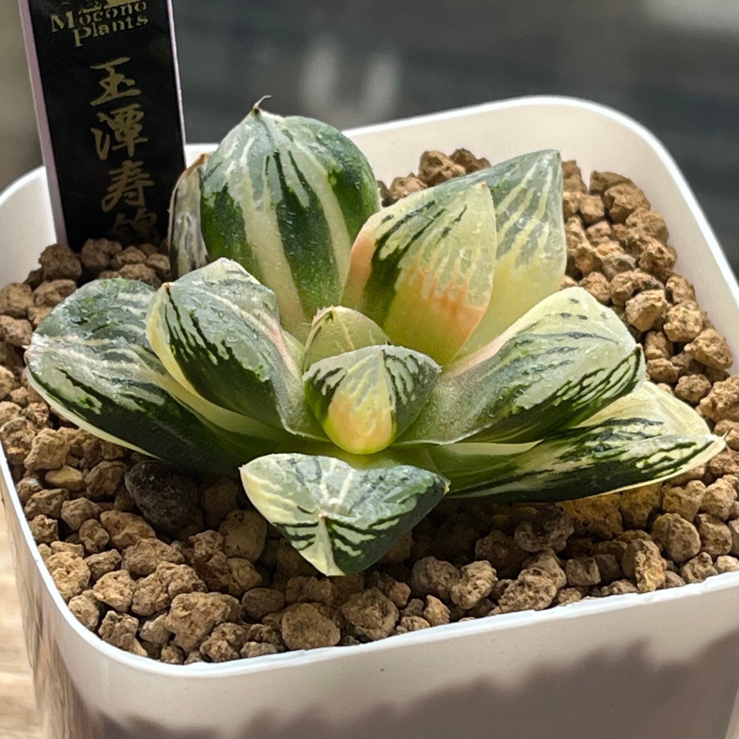 錦 | mocono_plants