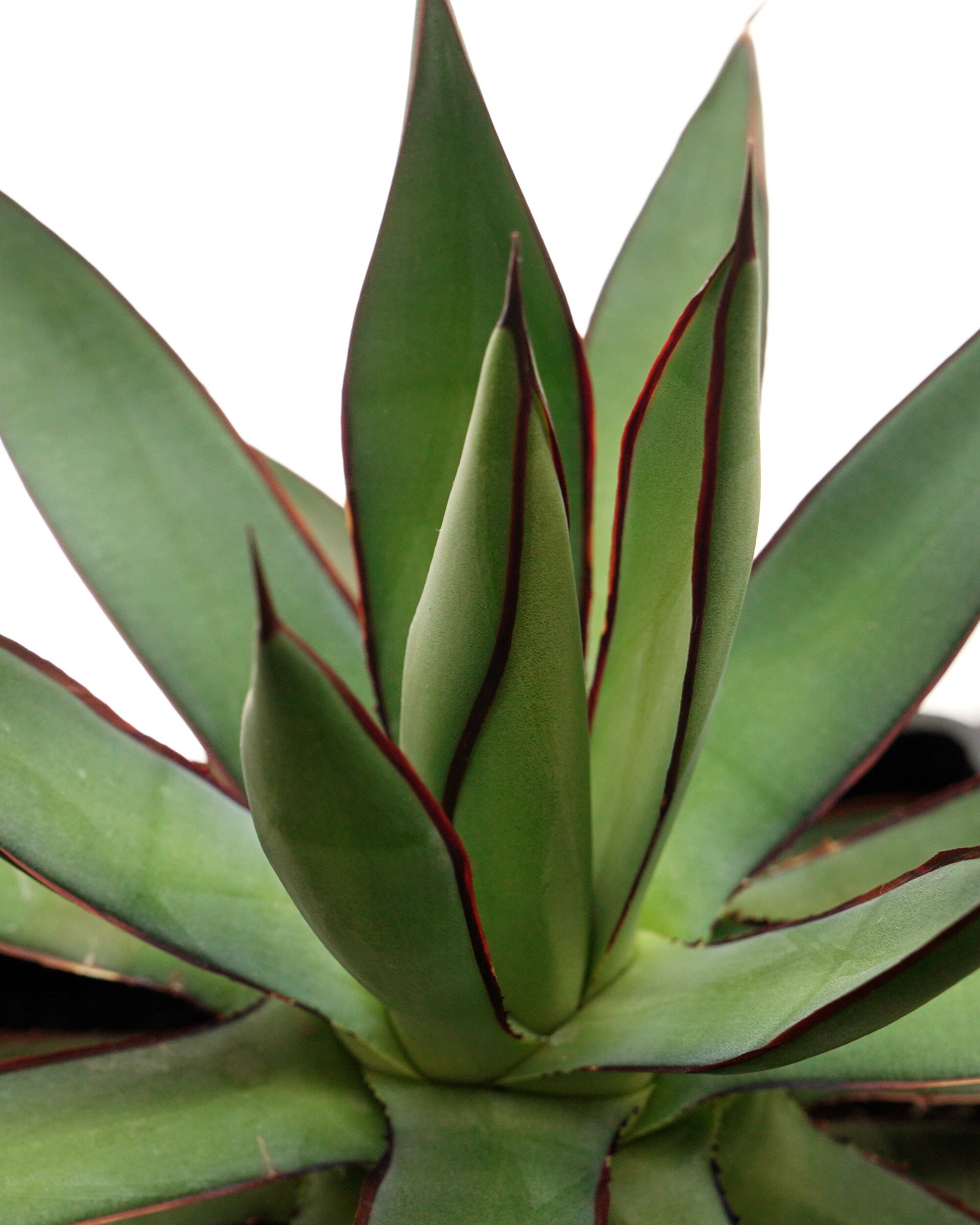 PREMIUM】 鉢植え アガベ バーントバーガンディ 見本株 Agave 'Burnt