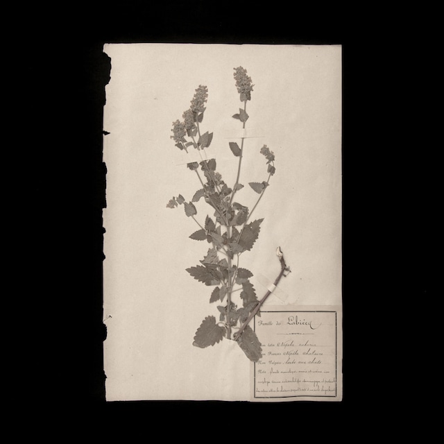植物の標本 14, 欧州, 19世紀.