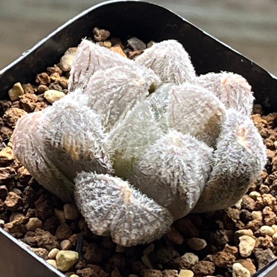 ハオルチア スターズフェアリー | mocono_plants