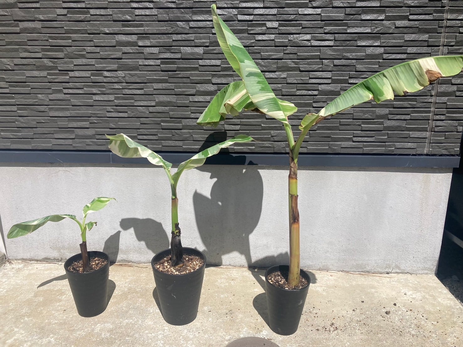 バナナ ムサアエアエ 斑入り 大サイズ タイ産直輸入❗️ | 丸長メダカ