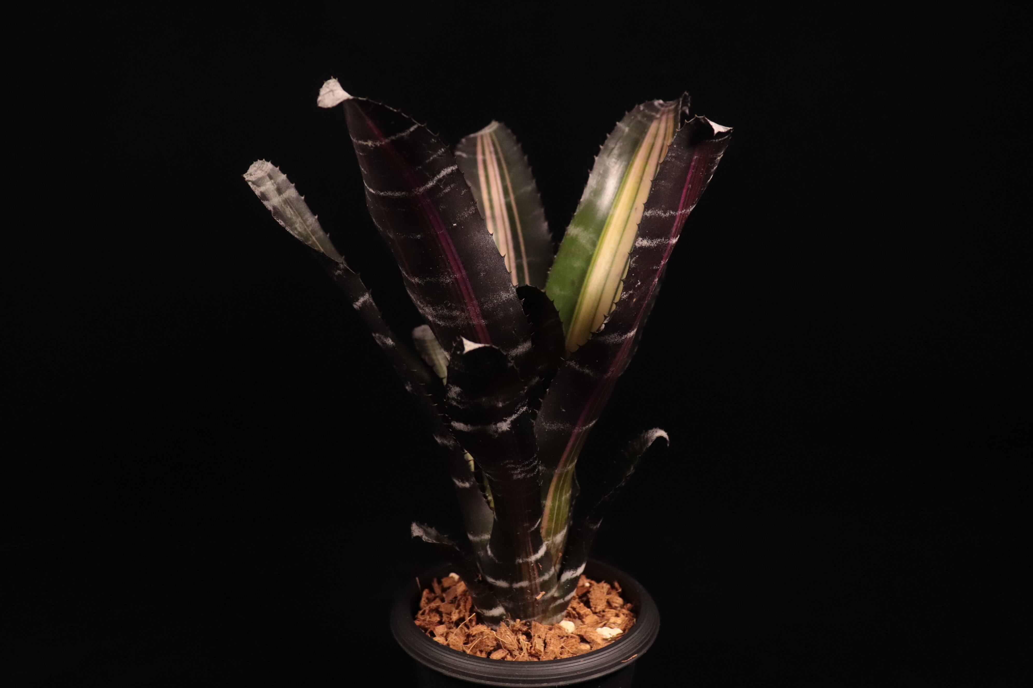 Aechmea 'Roberto Menescal'〔エクメア〕A204 | plane plants