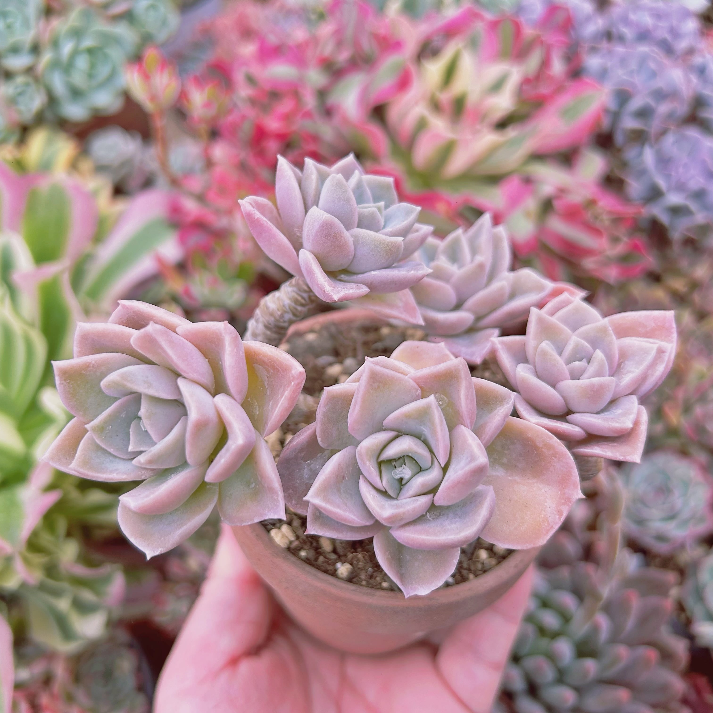 #024現物　多肉植物　ラブリーローズx白牡丹　抜き苗