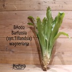 【送料無料】Barfussia wagneriana〔タンクブロメリア〕現品発送BA002