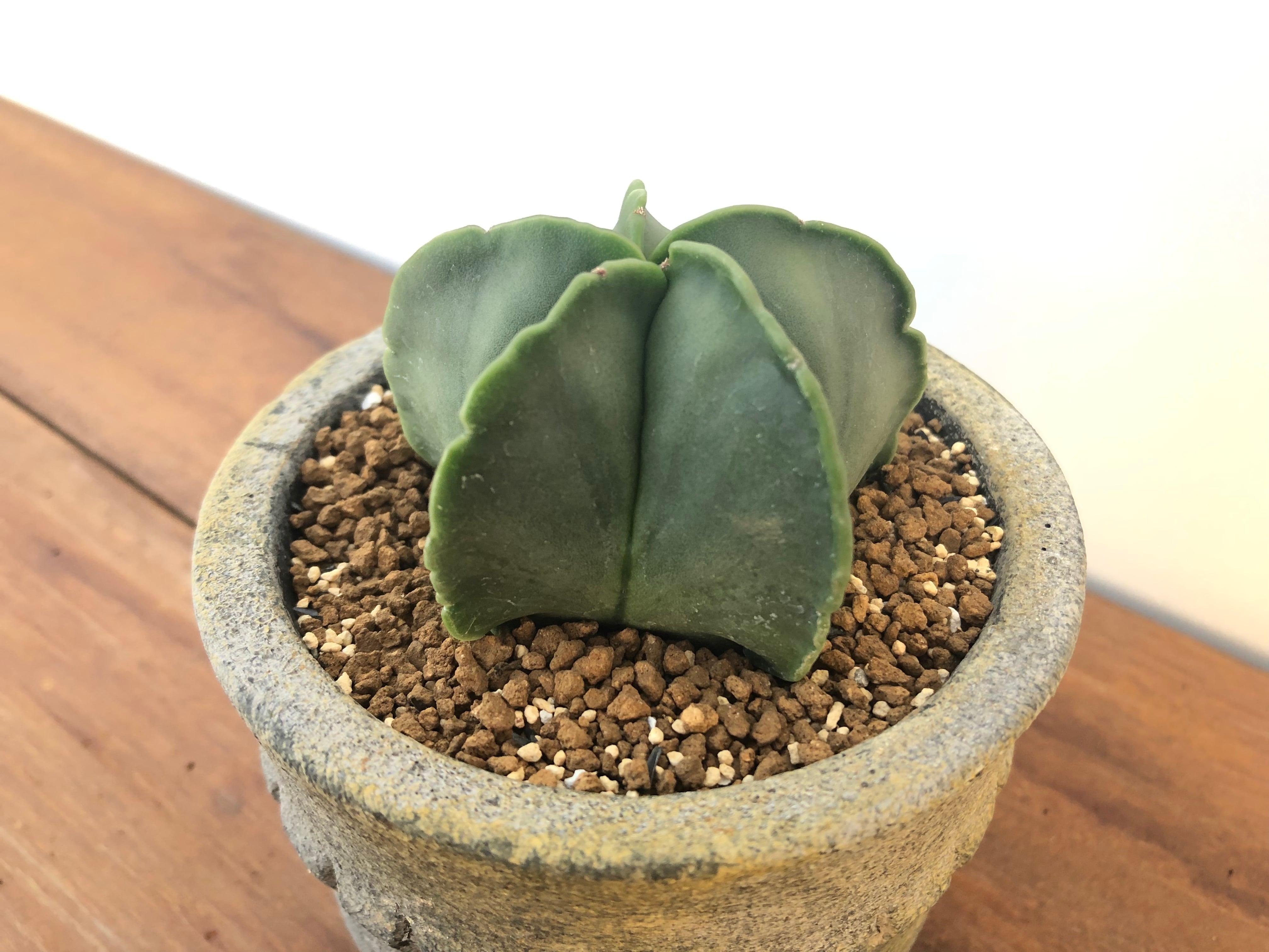 Astrophytum アストロフィツム 碧瑠璃ランポー玉 ヘキラン Astrophytum アストロフィツム 碧瑠璃ランポー玉 ヘキラン