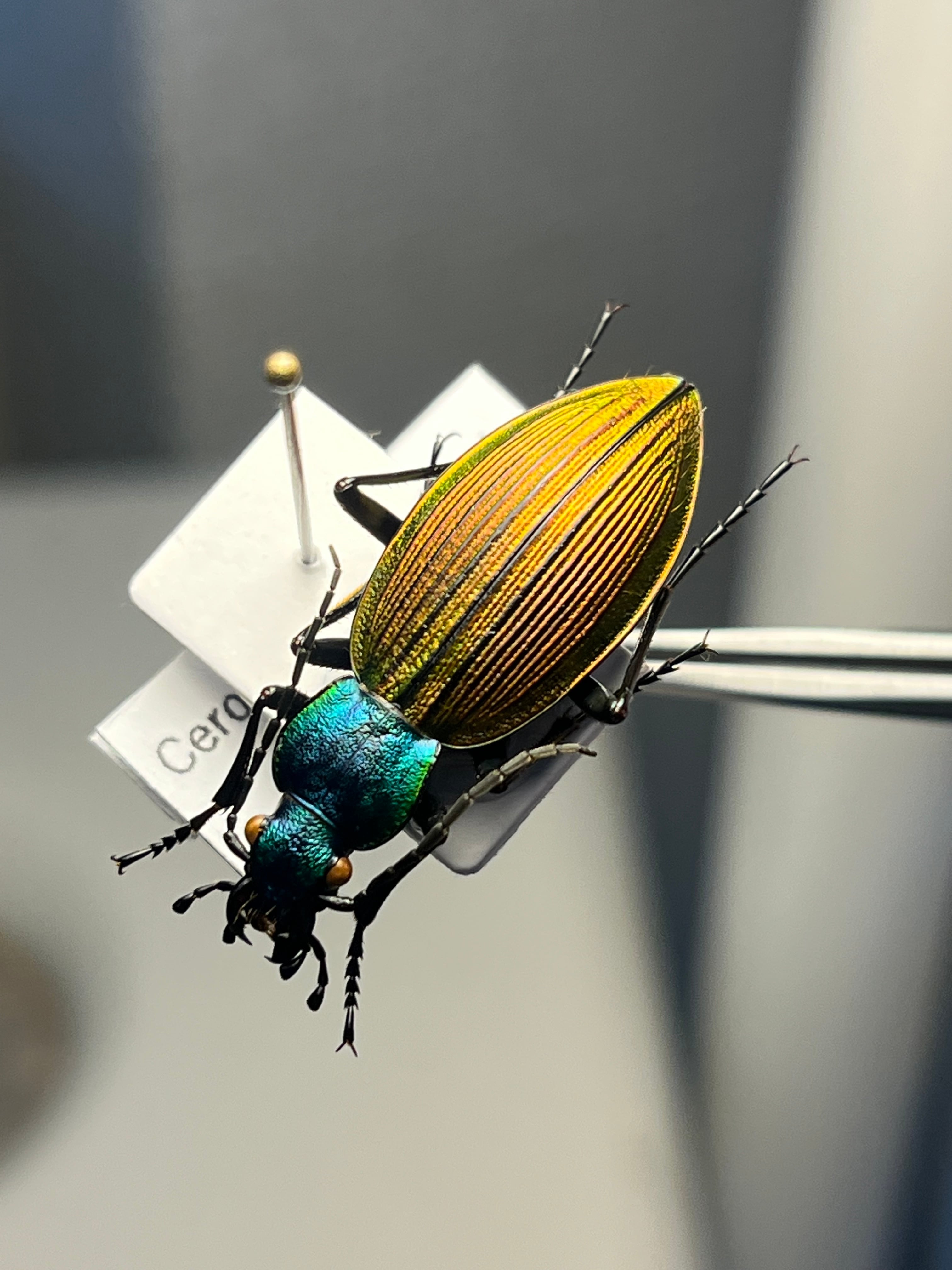 極美個体】チリオサムシ標本 Ceroglossus chilensis gloriosus チレン